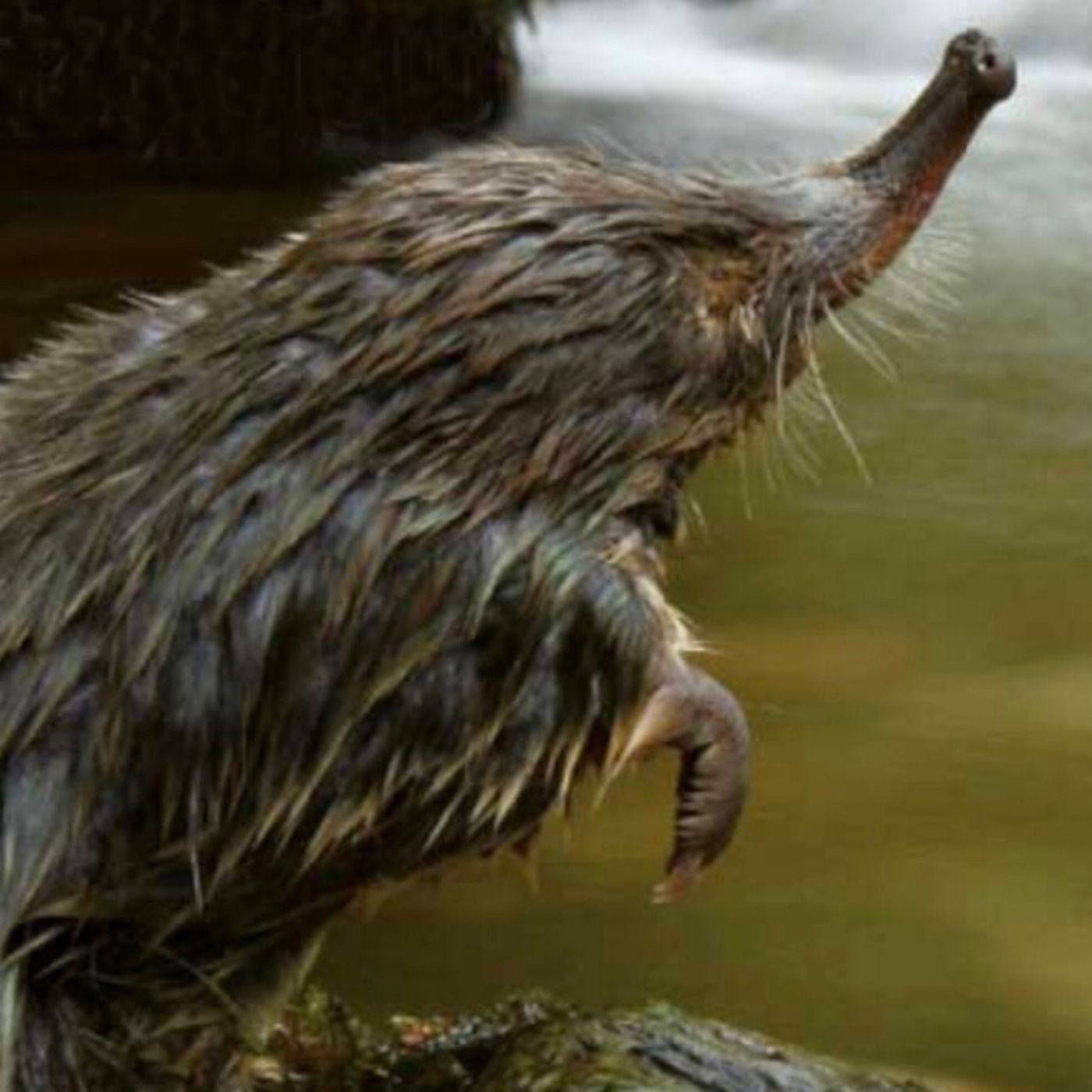 Aventuras de Pedro el desmán Ibérico