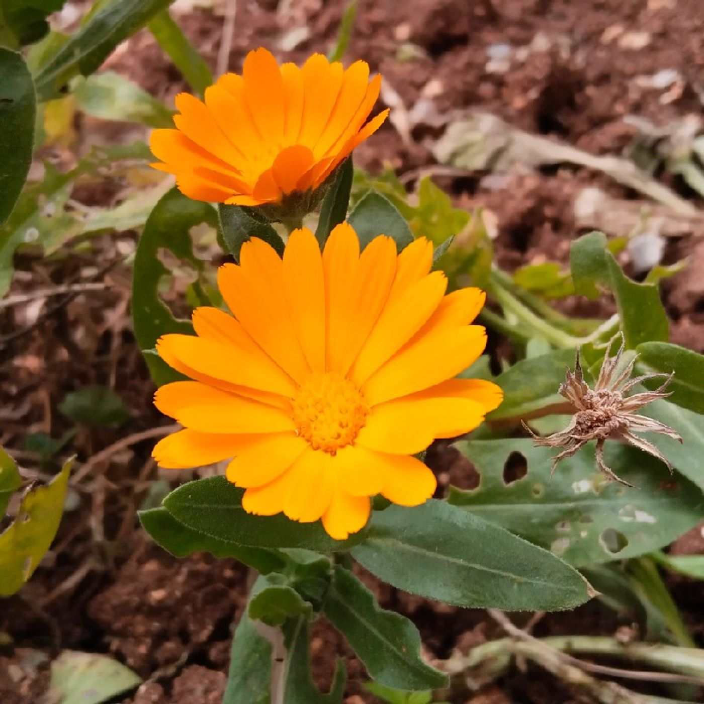 Aşkın İle Aşıklar Yansın Ya Resulullah