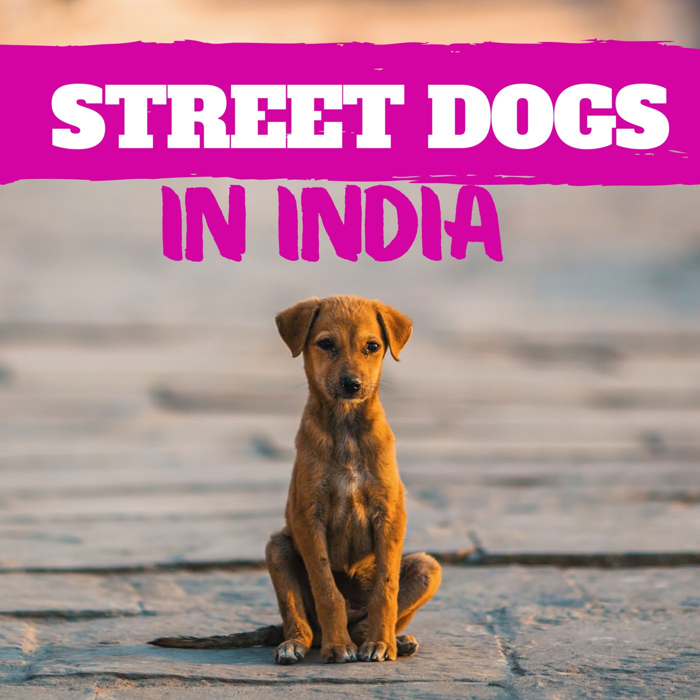 Ragini Bhandari: Dog Trainer and Street Dog Saviour in India