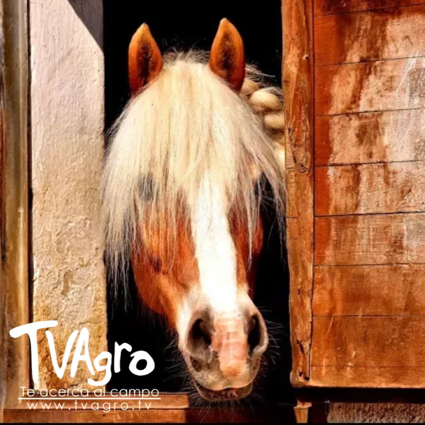 TV AGRO