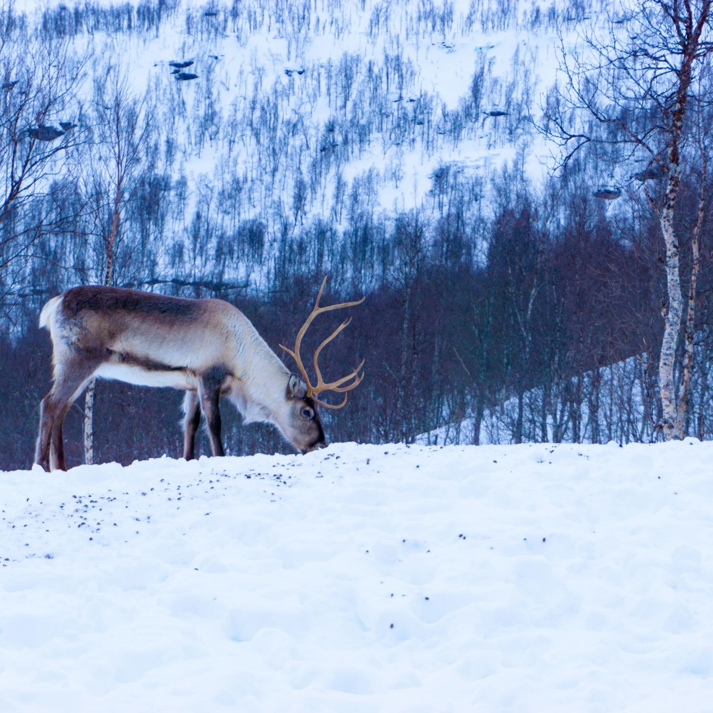 SCOPRIAMO LA TUNDRA