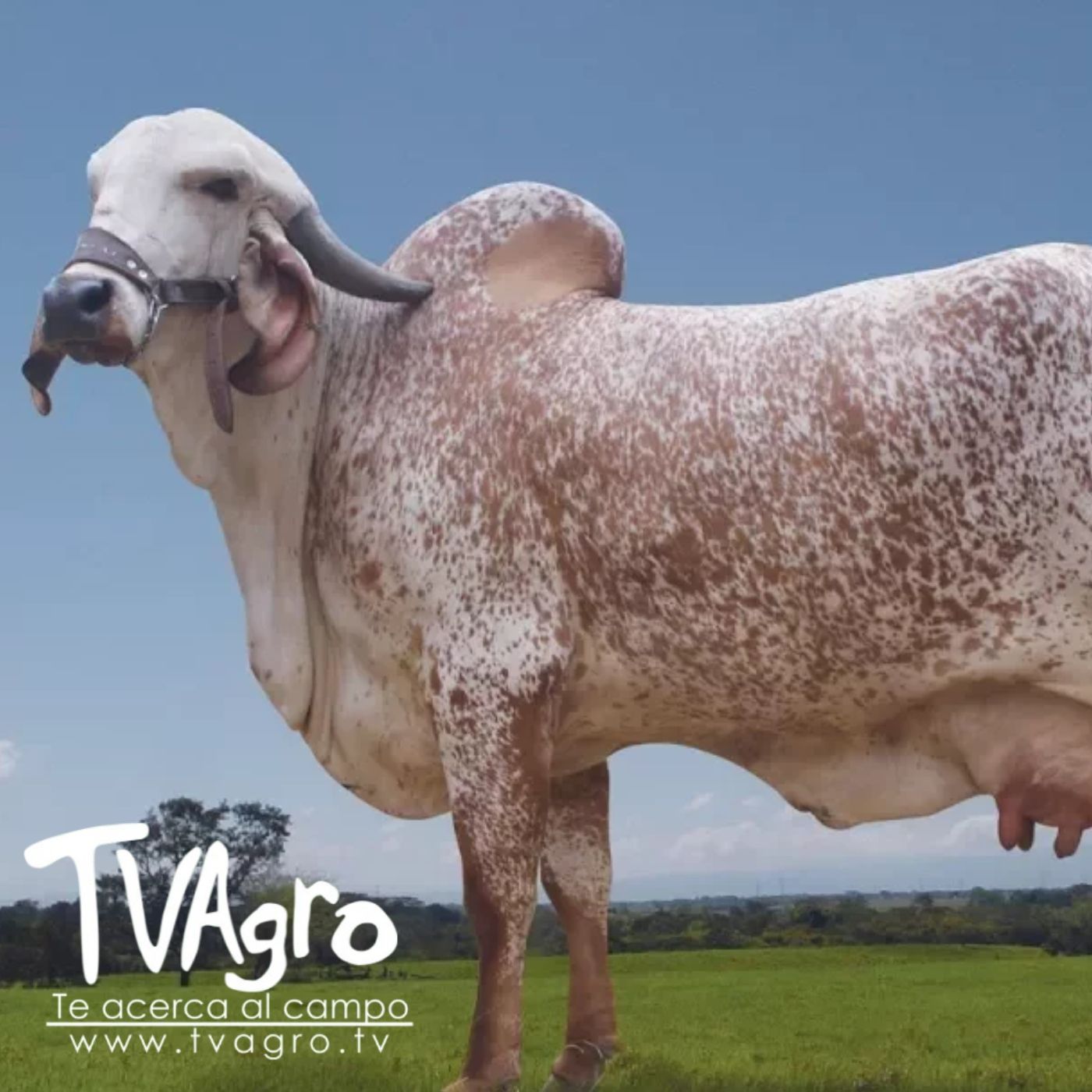 TV AGRO