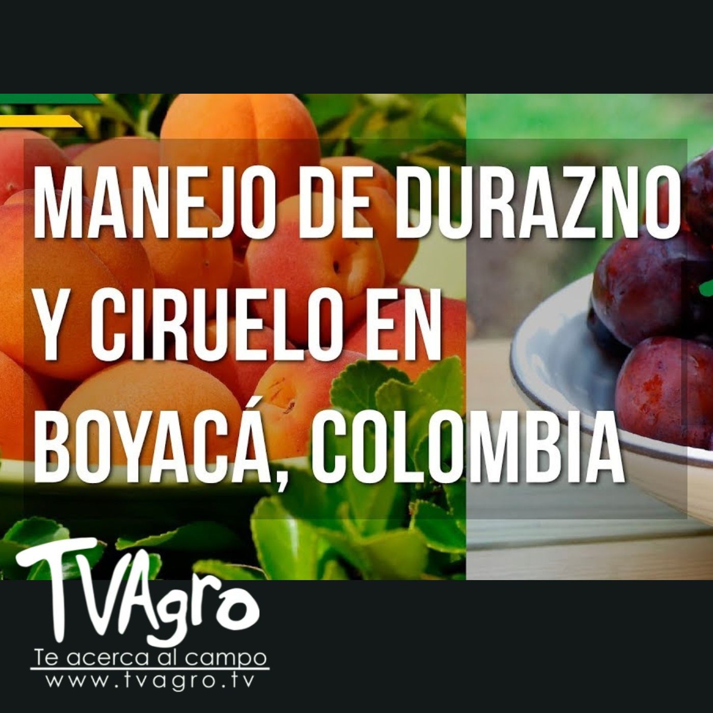 TV AGRO