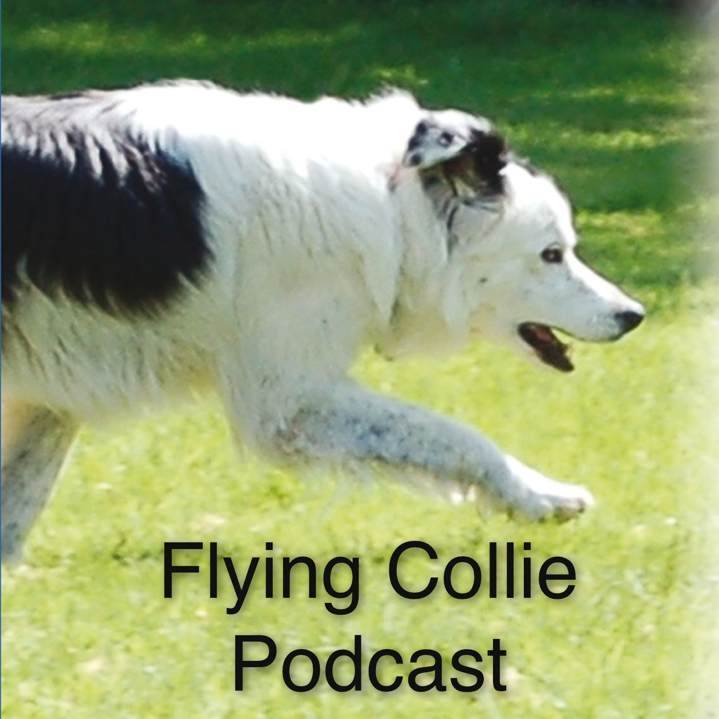 Flying Collie