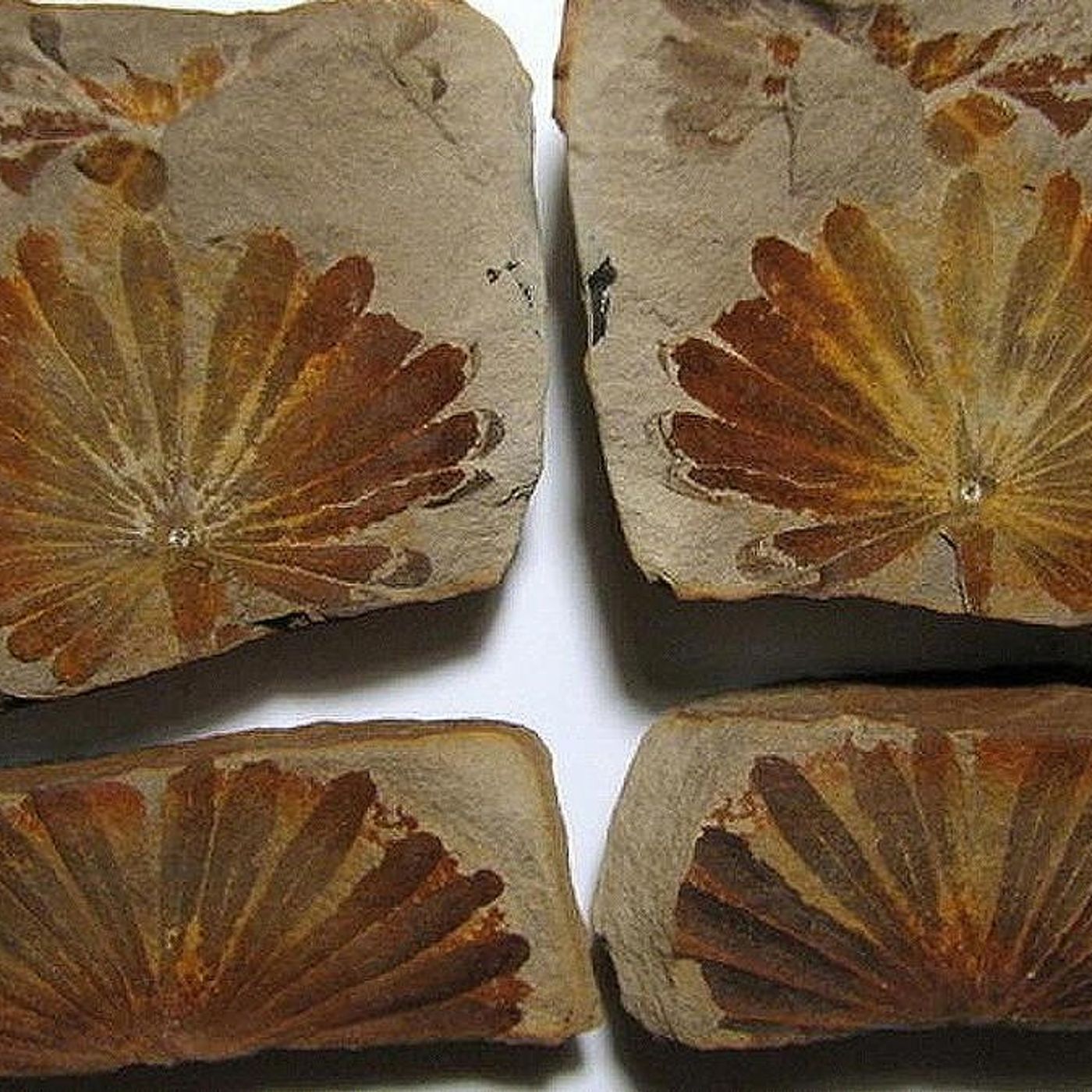 University program explores Mazon Creek fossils from 300 million years ago episode artwork