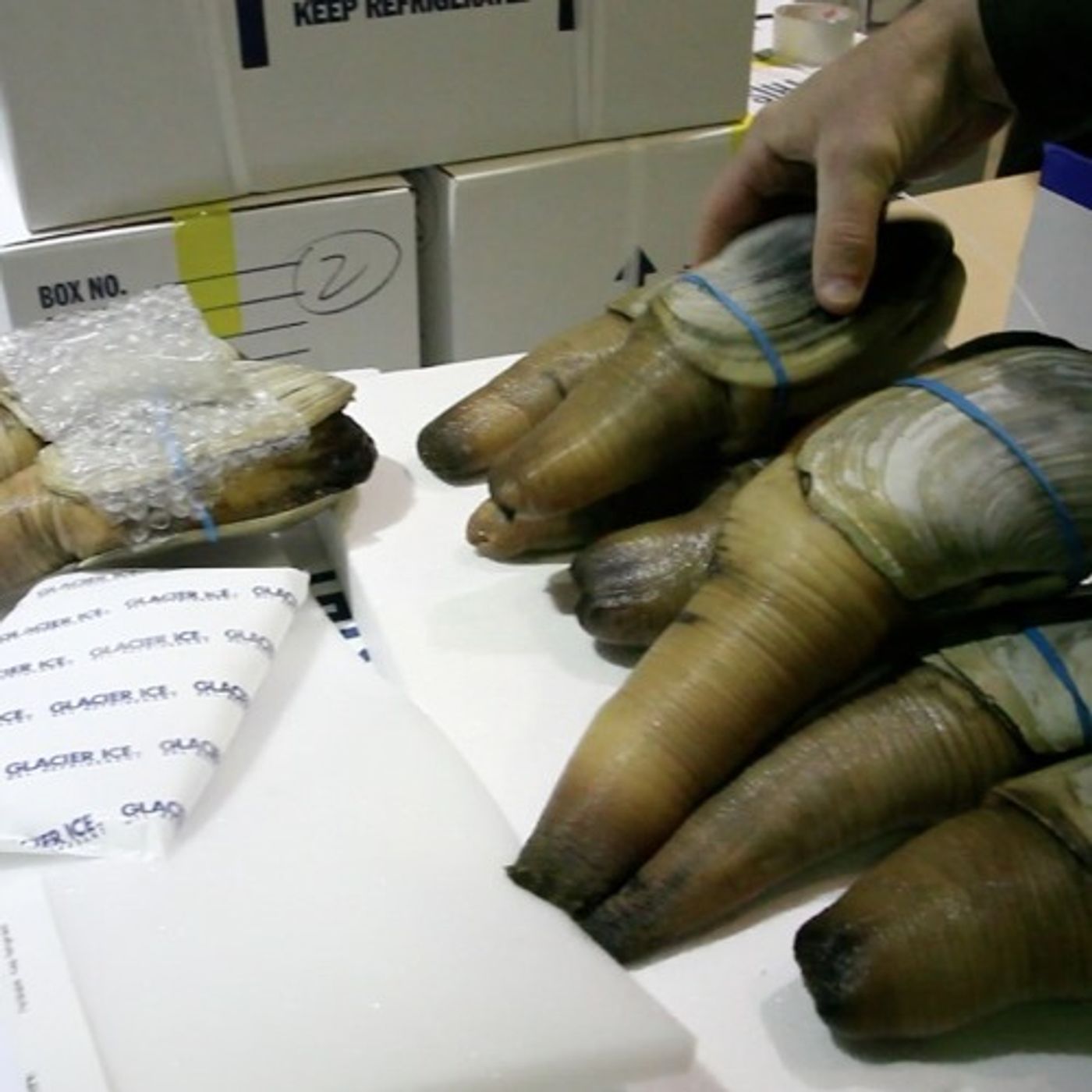 China Imposes First-Ever West Coast Shellfish Ban episode artwork