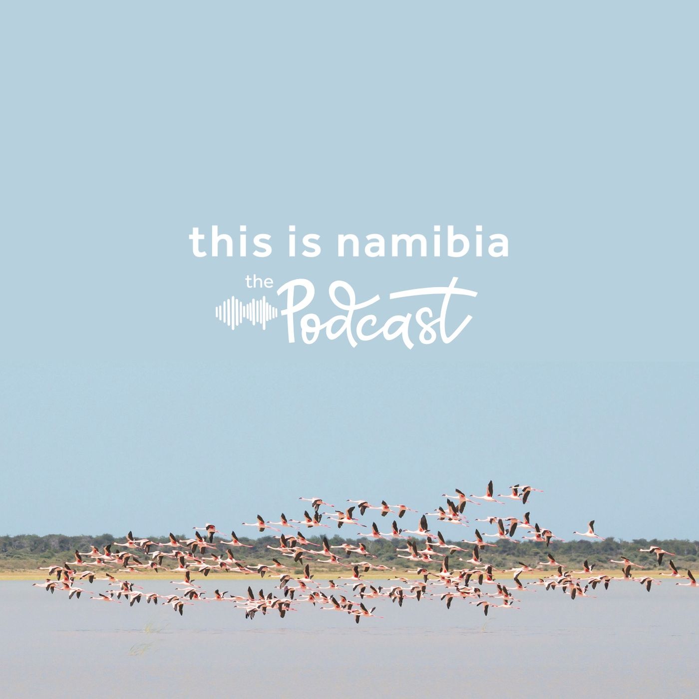 The Pan's Pink Pilgrimage: Flamingos of Etosha National Park