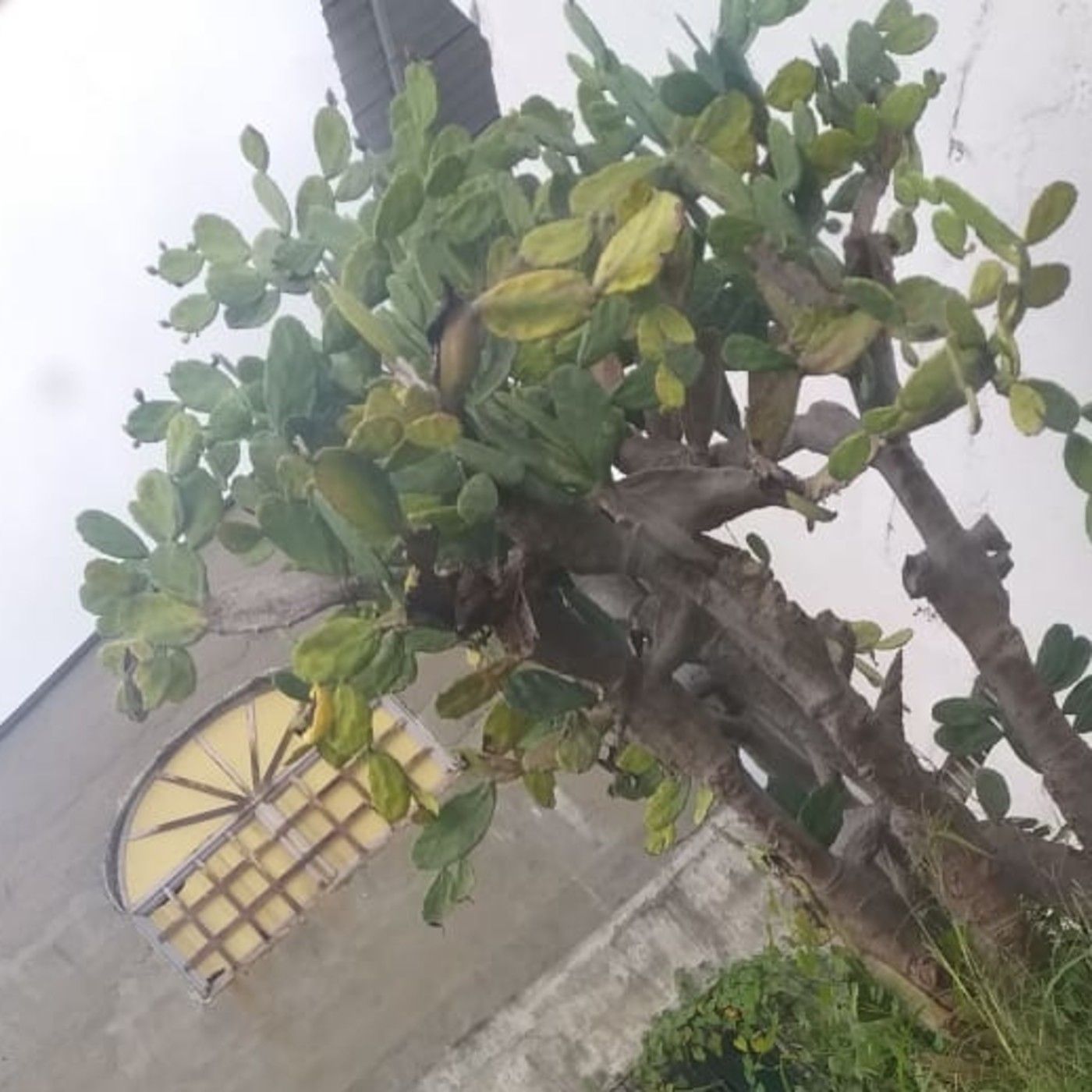 Historias de Miedo en Vivo 30 de Noviembre 2020 Los Duendes del Nopal