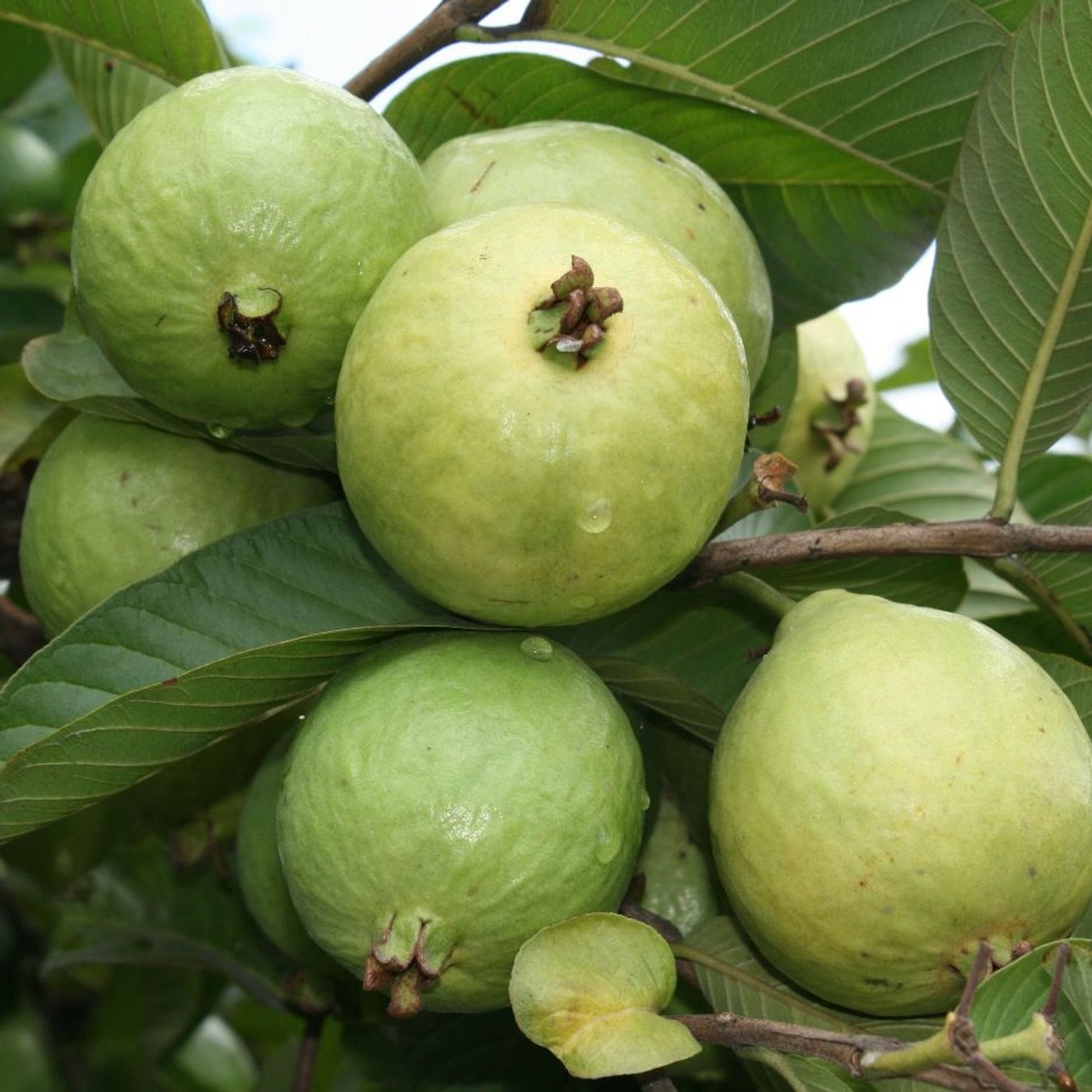 Oferta tecnológica AGROSAVIA