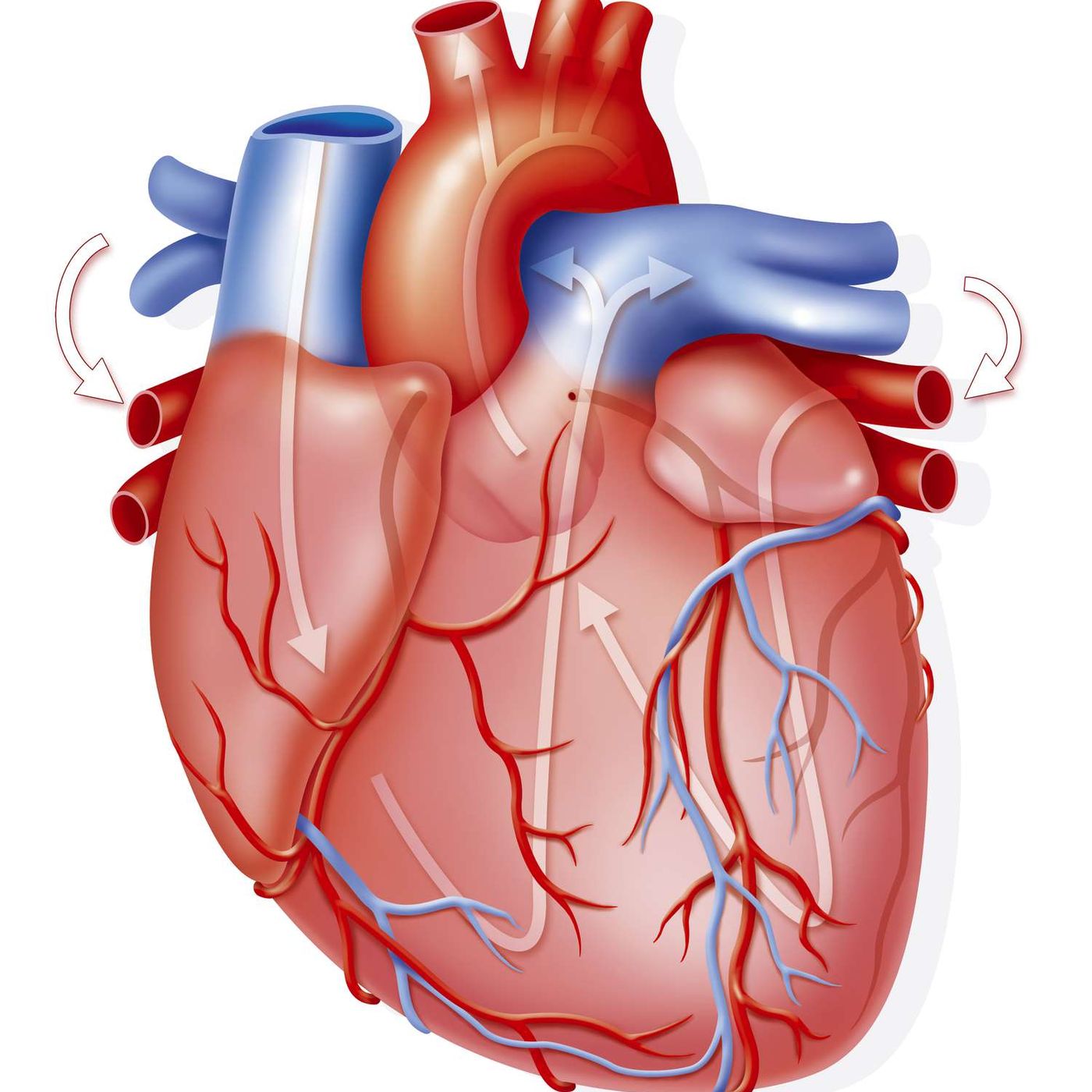 MOVIMIENTOS DEL CORAZÓN