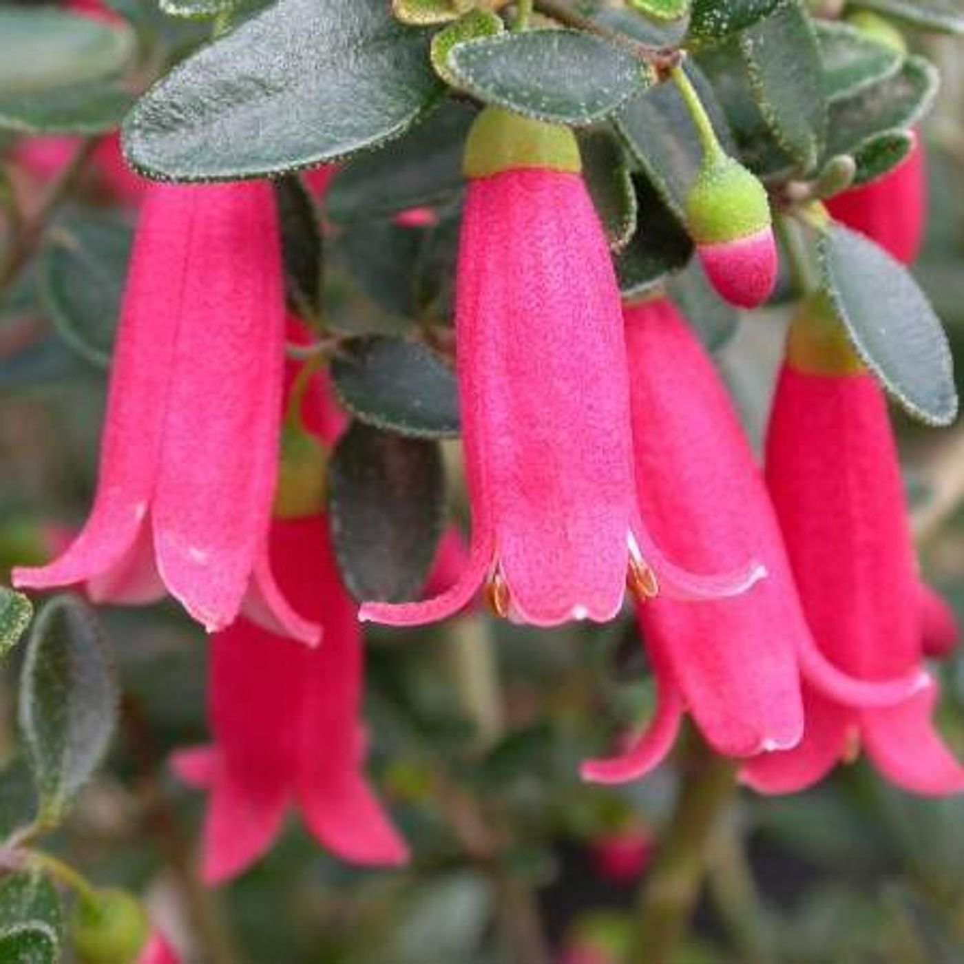 Indigenous Plants and Bush Tucker