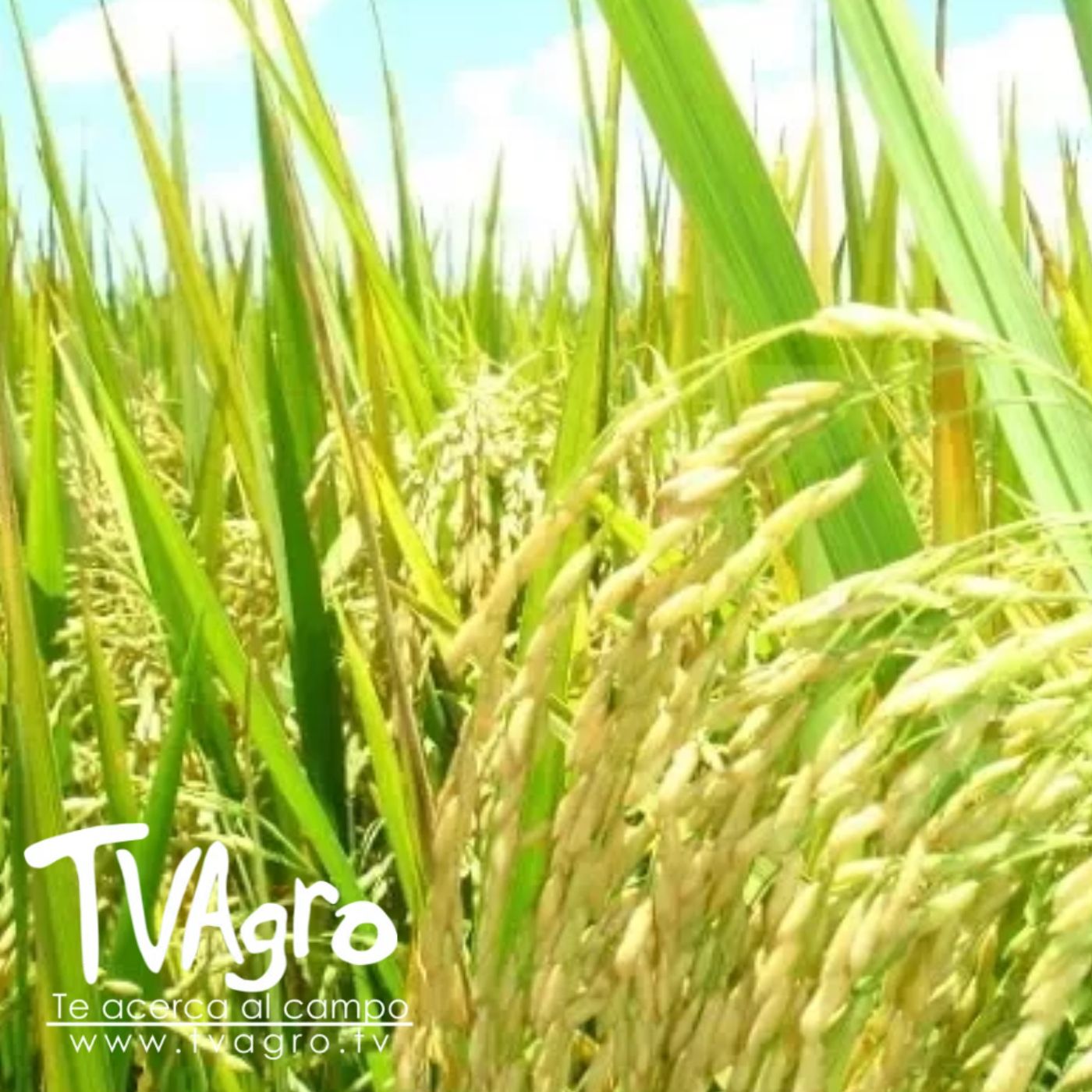 TV AGRO