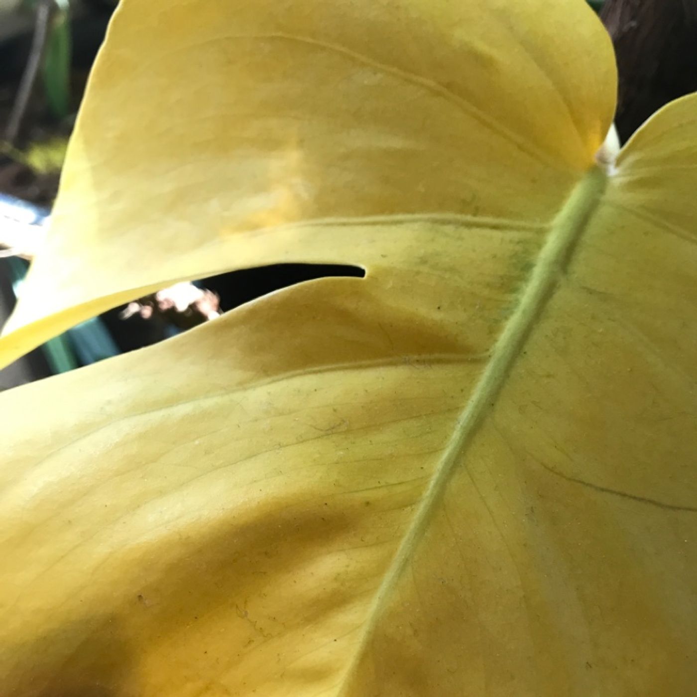 Episode 38 - Yellowing leaves: beginner's guide