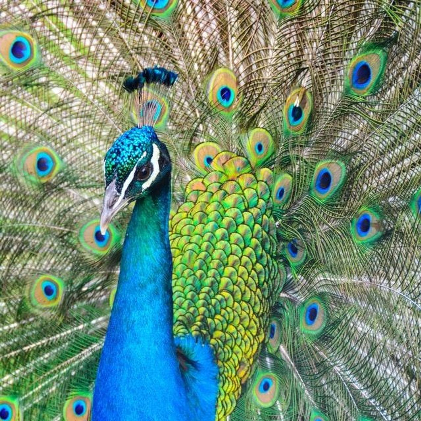 Get Big Out Loud with Kari: Living the Complex, Funny, & Beautiful Ride of Life