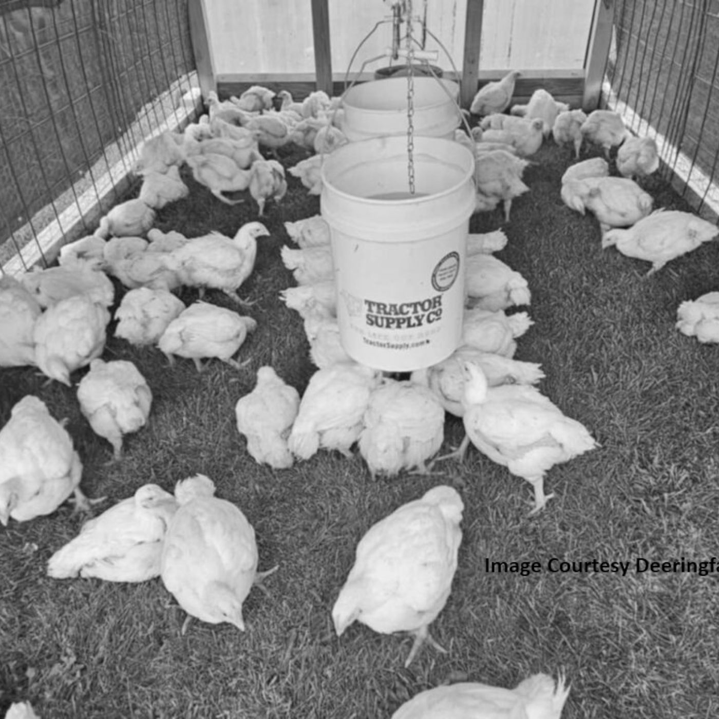 6/6 News - Cage Free Egg requirements coming back, Grand Jury spawned from ESP 2024 Riot episode artwork
