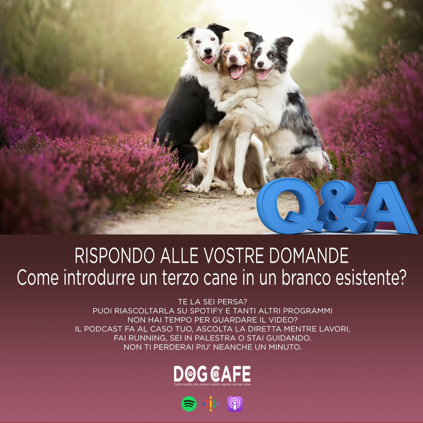 Dog Cafe Podcast