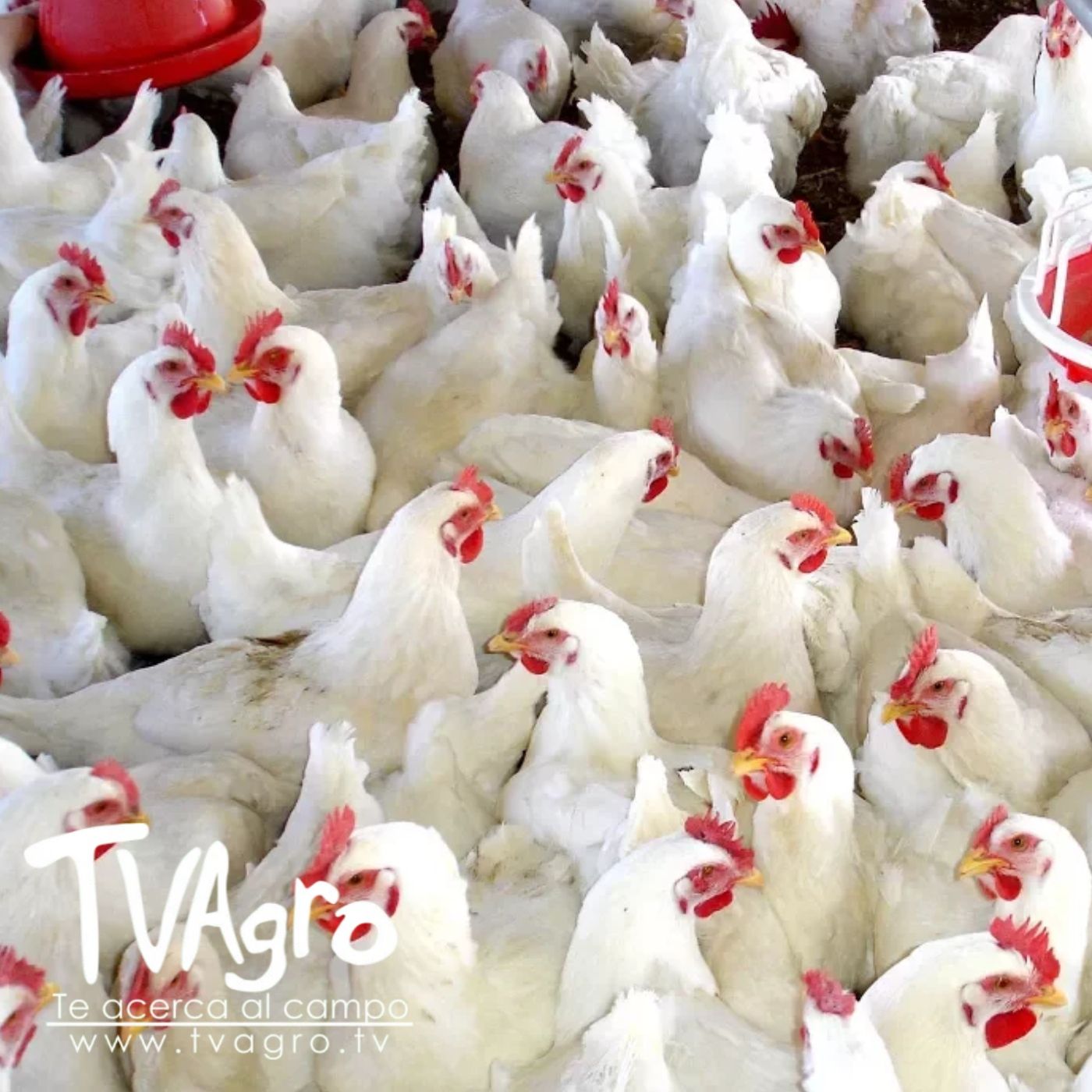 TV AGRO