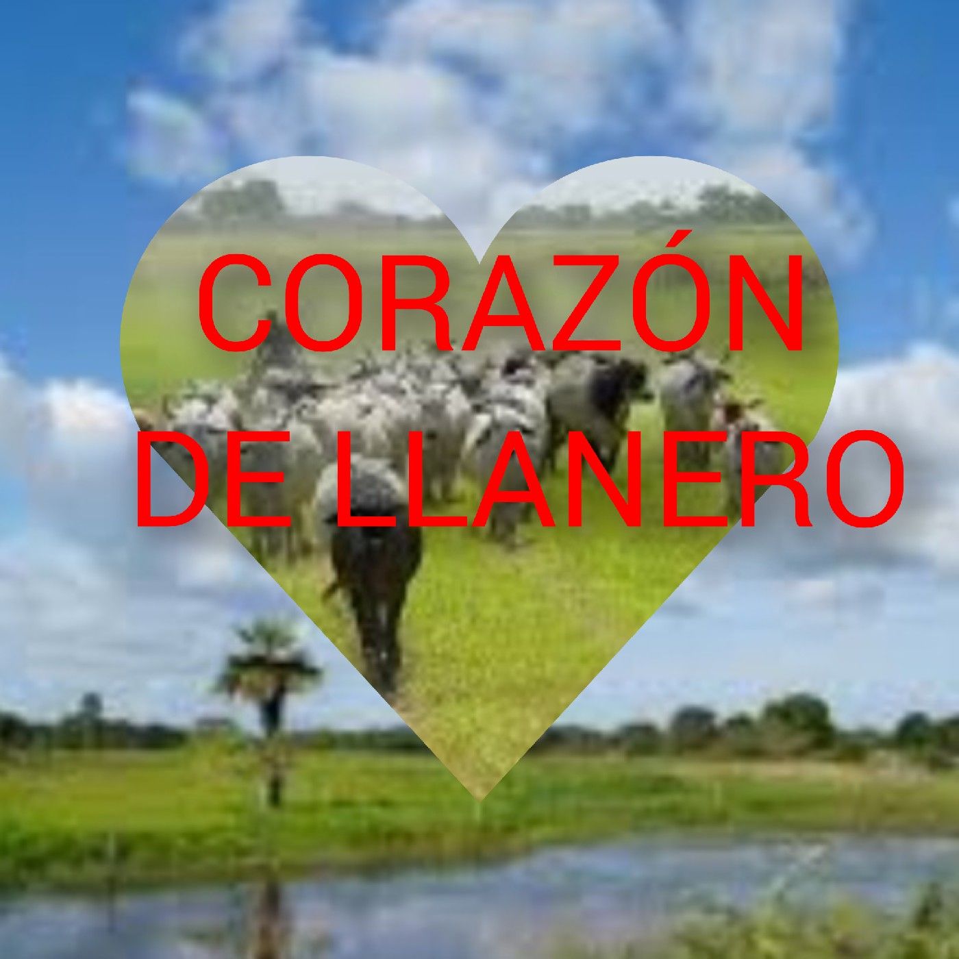 CORAZÓN DE LLANERO podcast artwork
