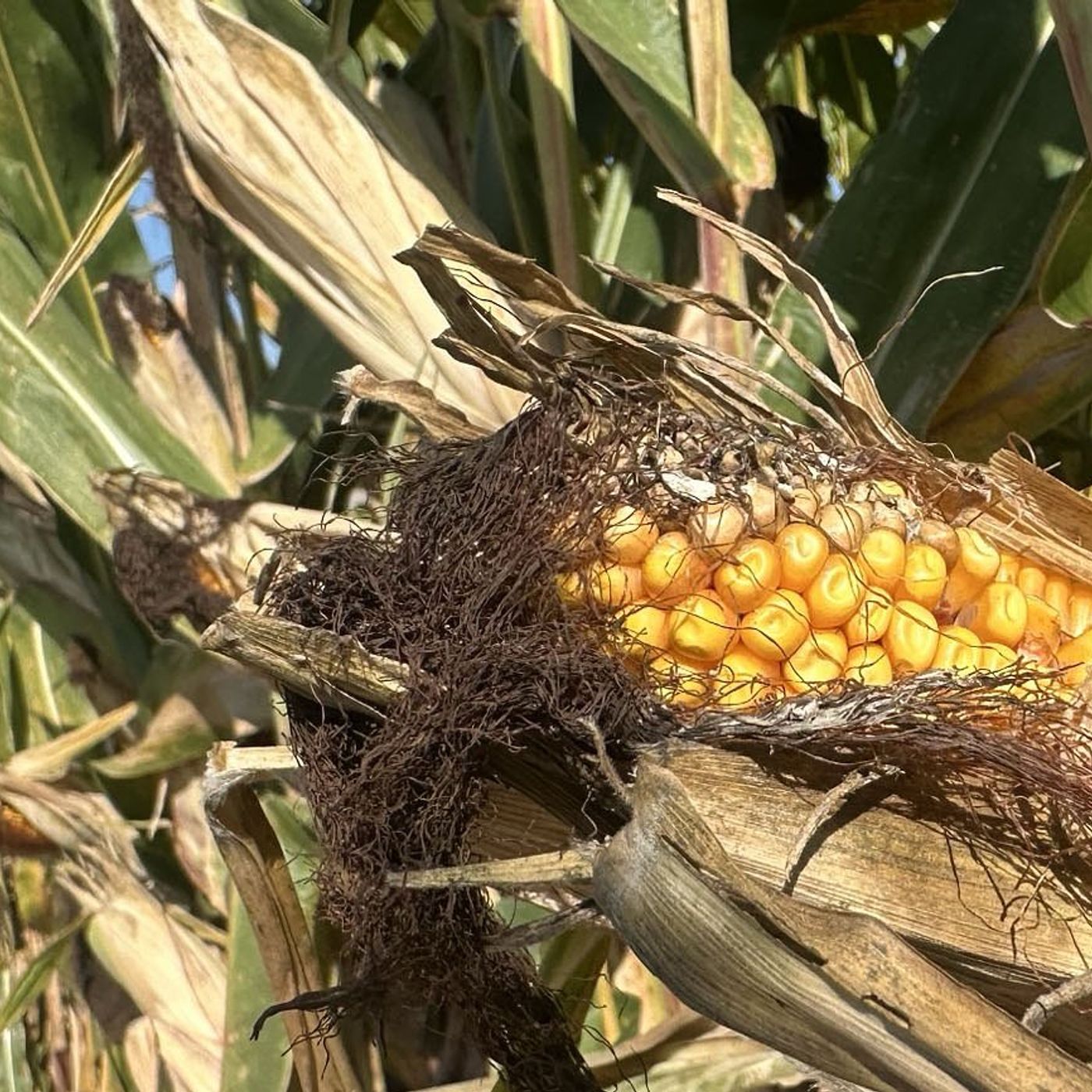 Crop report: Heavy rain halts fieldwork, week of June 8-14 episode artwork