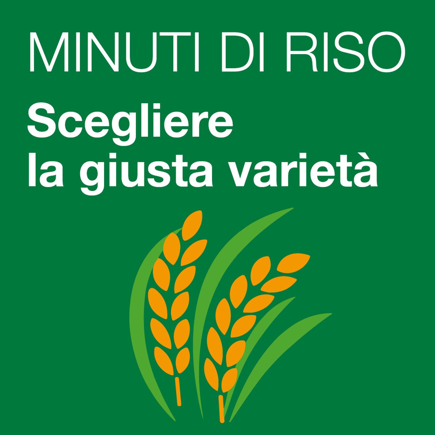 MINUTI DI RISO