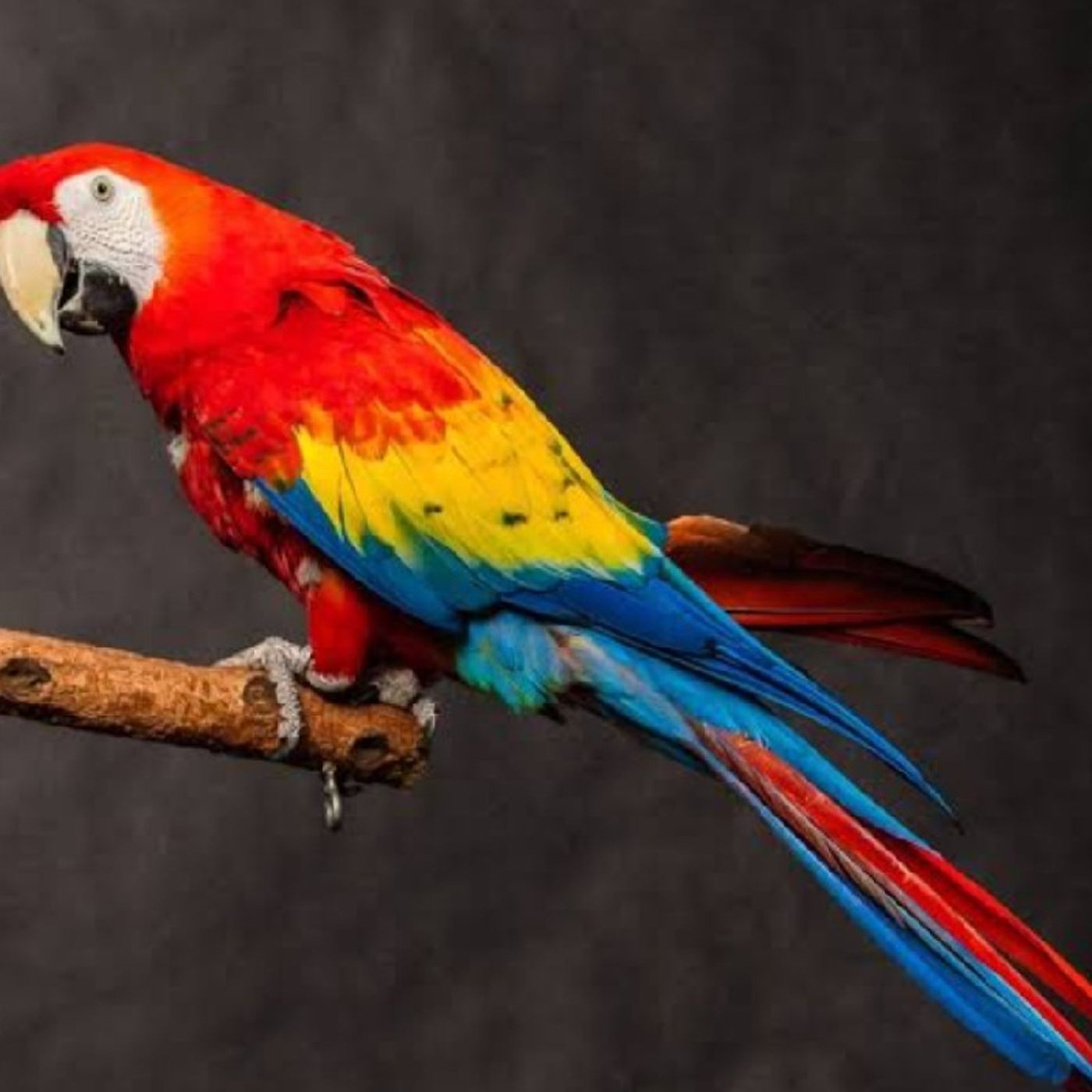 La Guacamaya Roja episode artwork