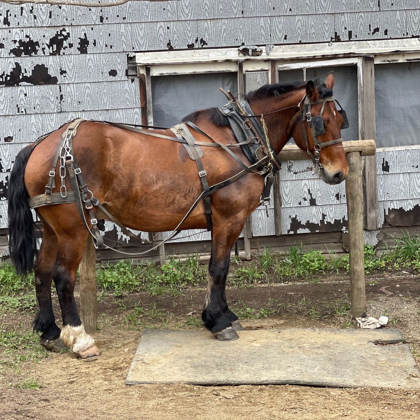 From Chicks To Amish Neighbors To Lamb Testicles From Chicks To Amish Neighbors To Lamb Testicles