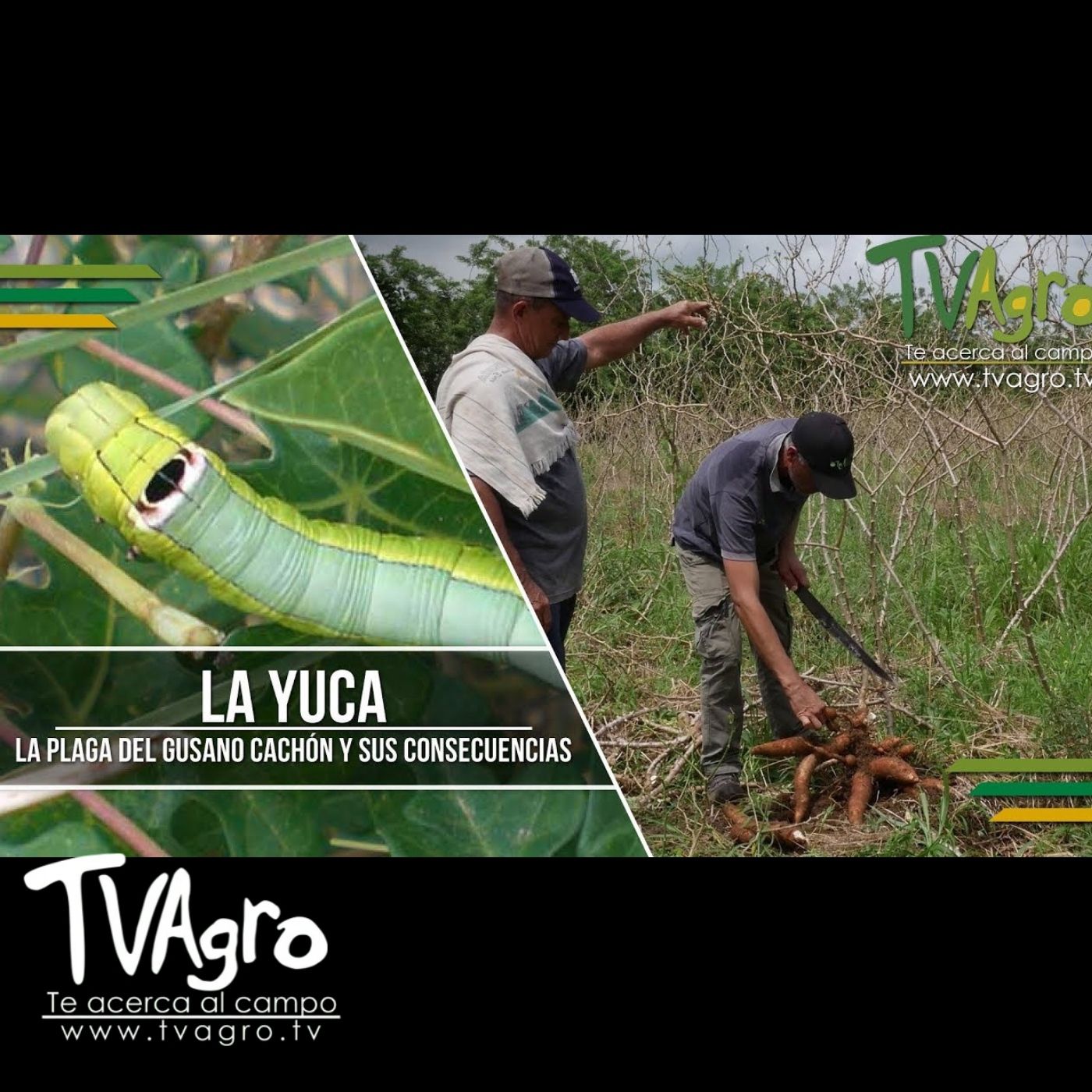 TV AGRO