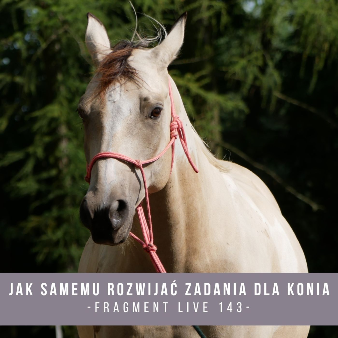 Jak samemu rozwijać zadania dla konia - Fragment live 143 episode artwork