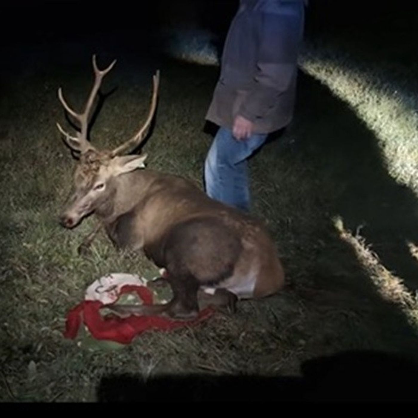 Stress da cattura: il cervo in fuga in centro a Thiene è morto dopo la liberazione sulle Bregonze Stress da cattura: il cervo in fuga in centro a Thiene è morto dopo la liberazione sulle Bregonze