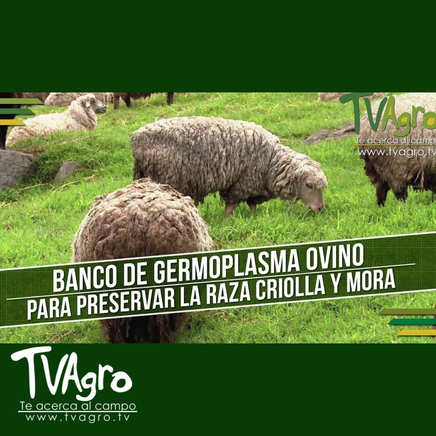 TV AGRO