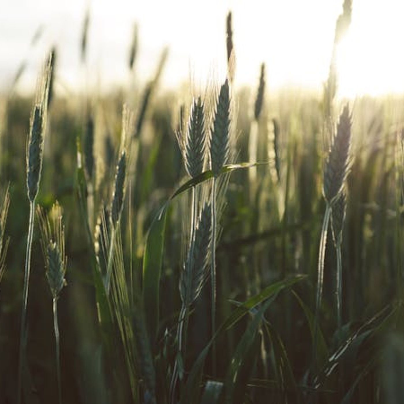 Who Is the Disciple Jesus Loved?