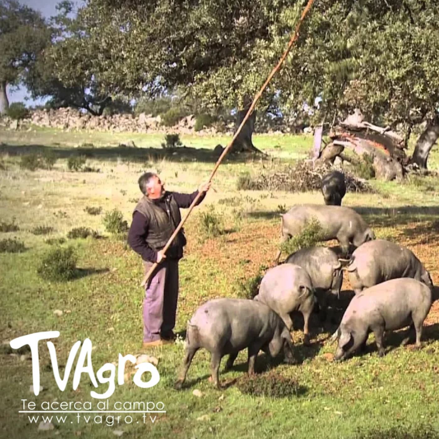 TV AGRO