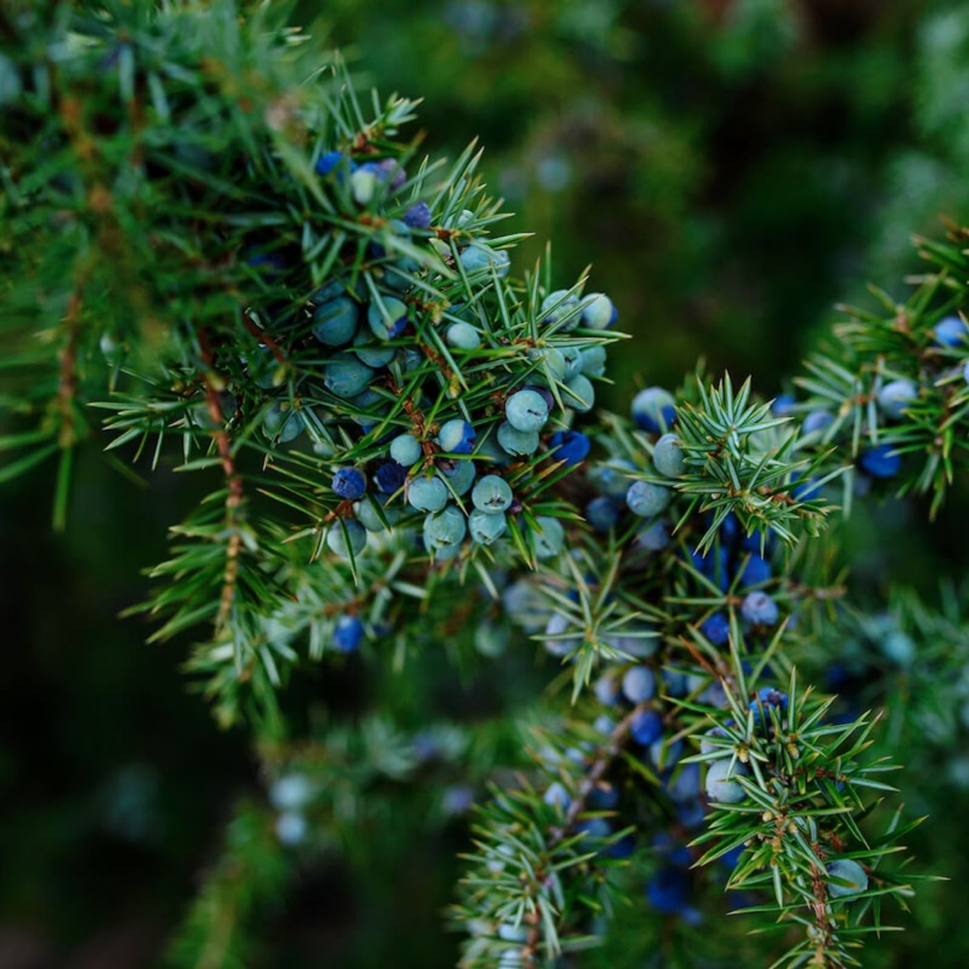 Herbs of the Sun: Juniper Insights