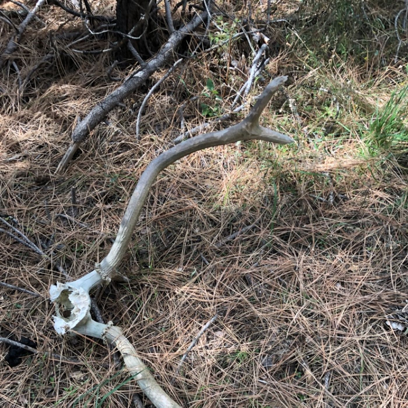 Survival Lessons A.A.R. Alpha Lessons