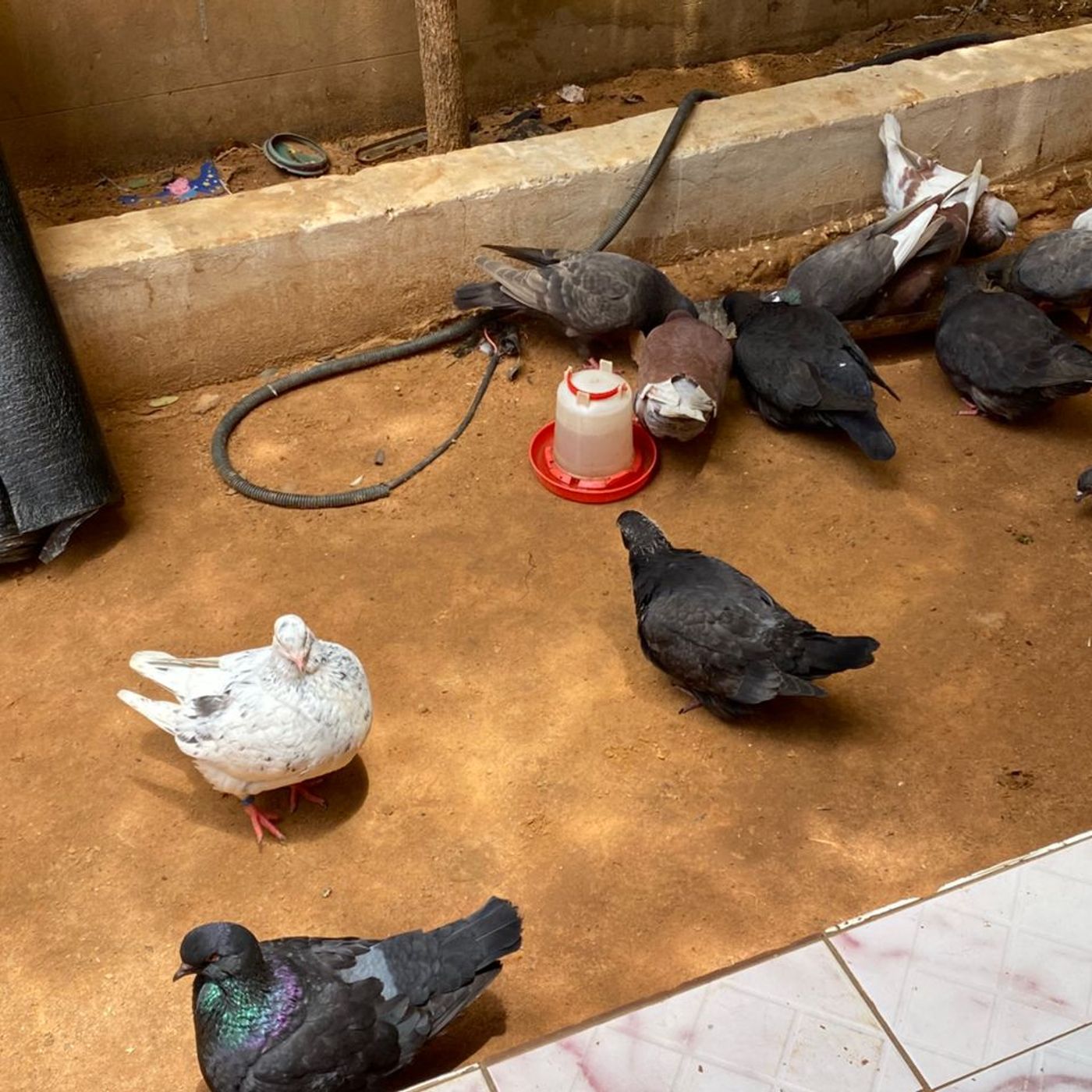 Les défis de l’élevage de pigeons chez les jeunes à Niamey (Tous à la fada) episode artwork