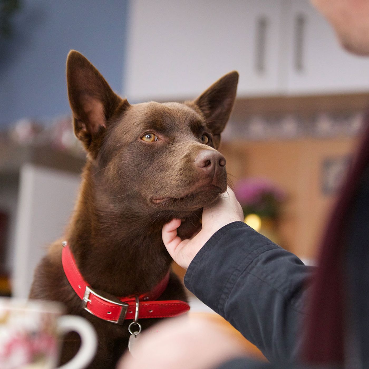 KOKO: A RED DOG STORY - Felix Williamson Interview episode artwork