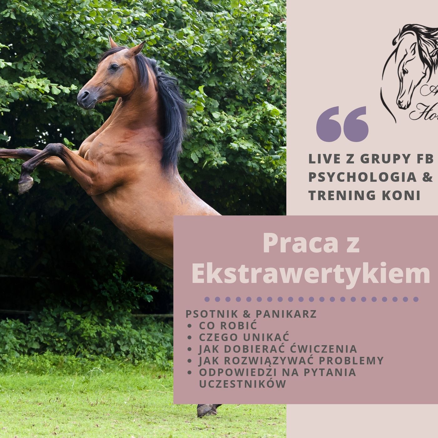 LIVE 3: Praca z Ekstrawertykiem