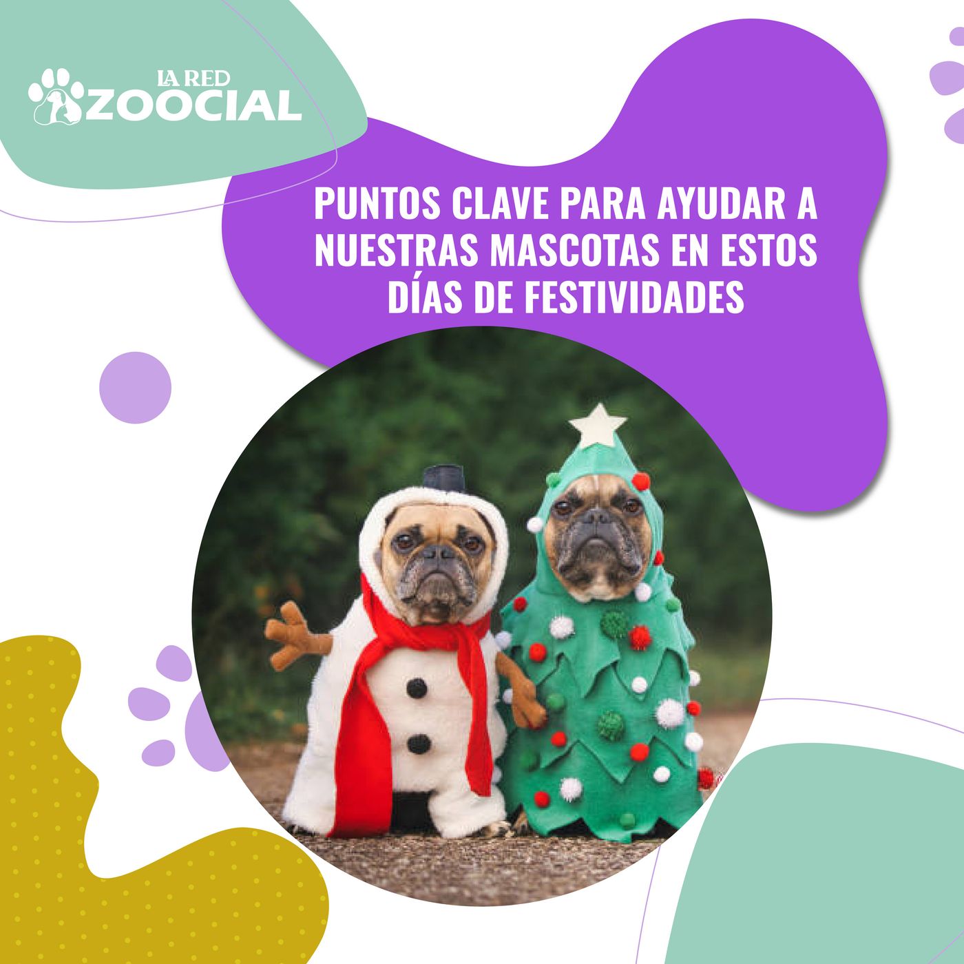 Así puede ayudar a sus mascotas cuando entren en pánico por la pólvora Así puede ayudar a sus mascotas cuando entren en pánico por la pólvora