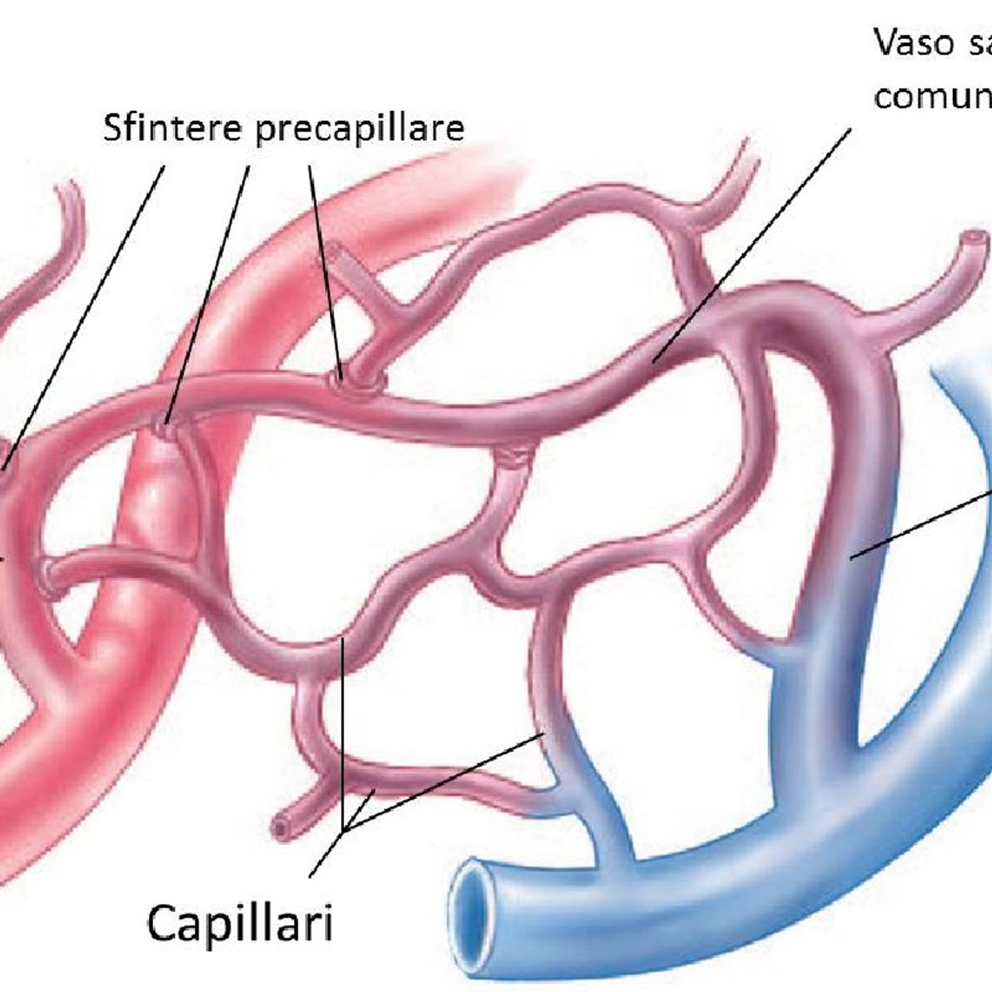 Apparato circolatorio (livello Scuole Medie): parte 2 episode artwork