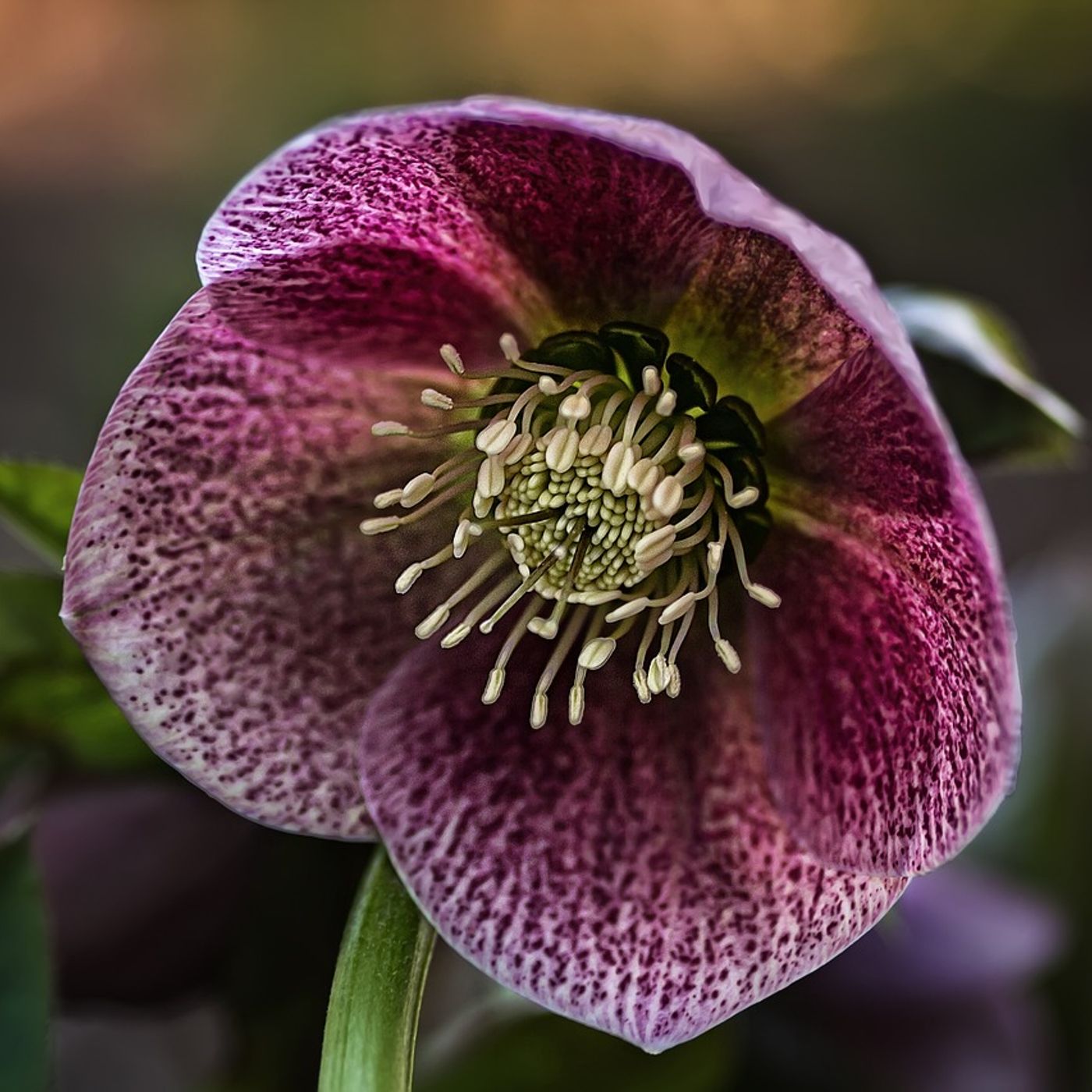 Episode 4- Hellebore - The Witchipedia Podcast