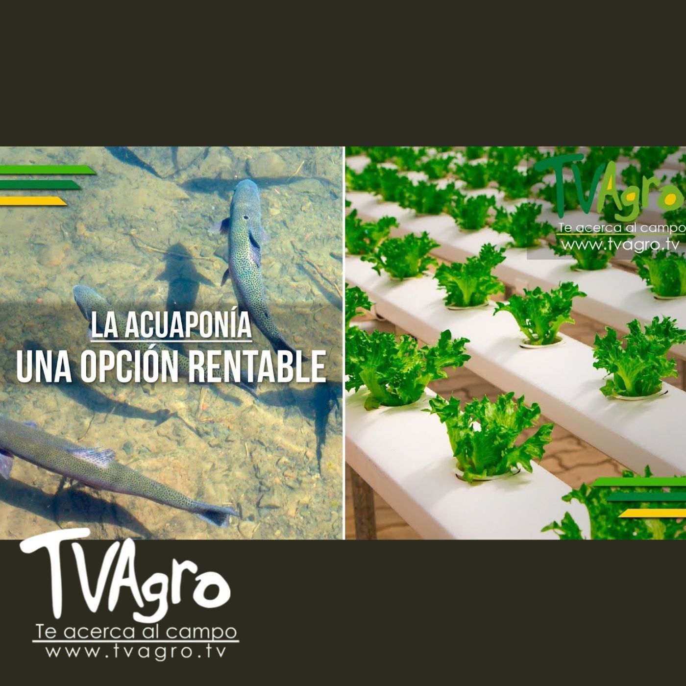 TV AGRO