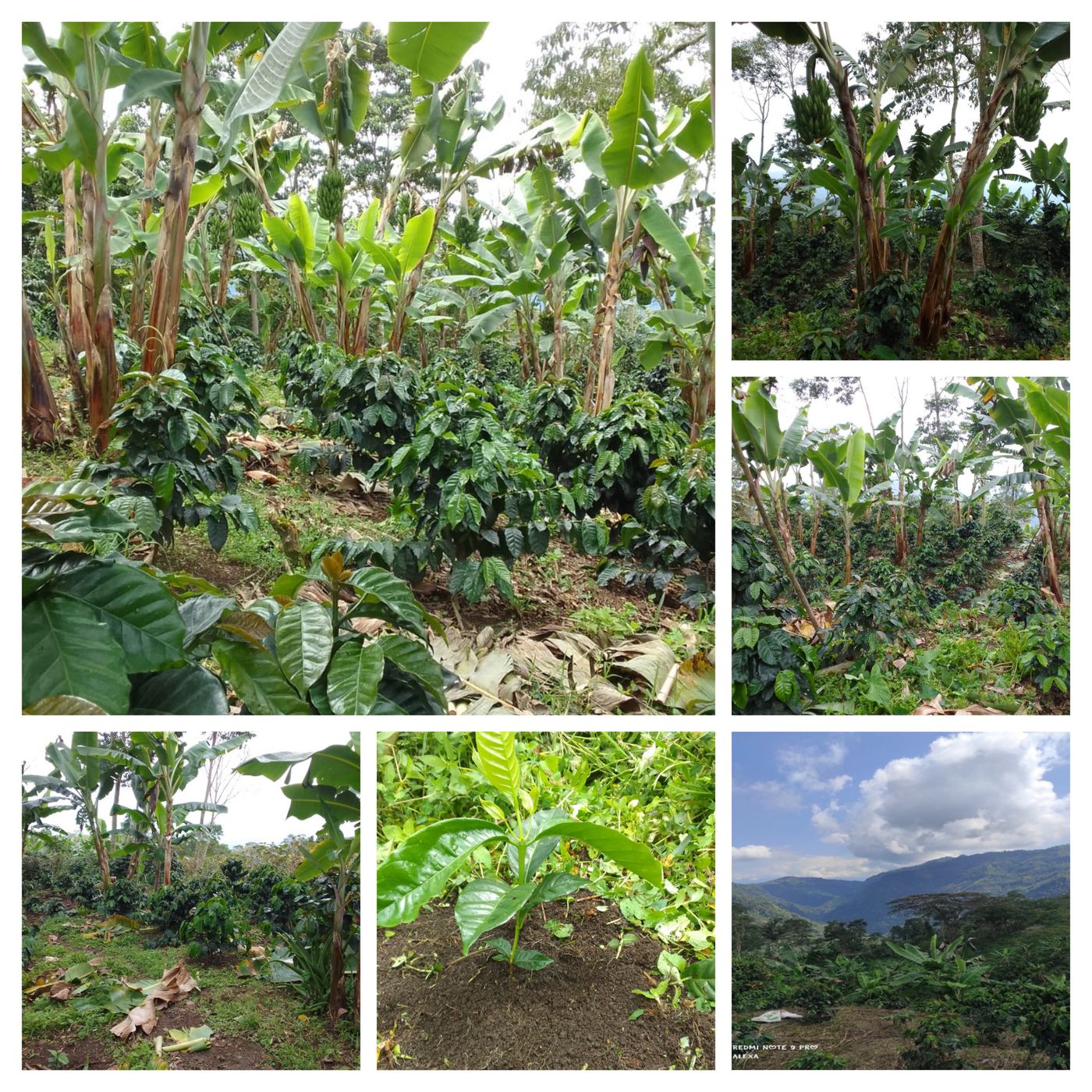 Podcast de la  Caficultura