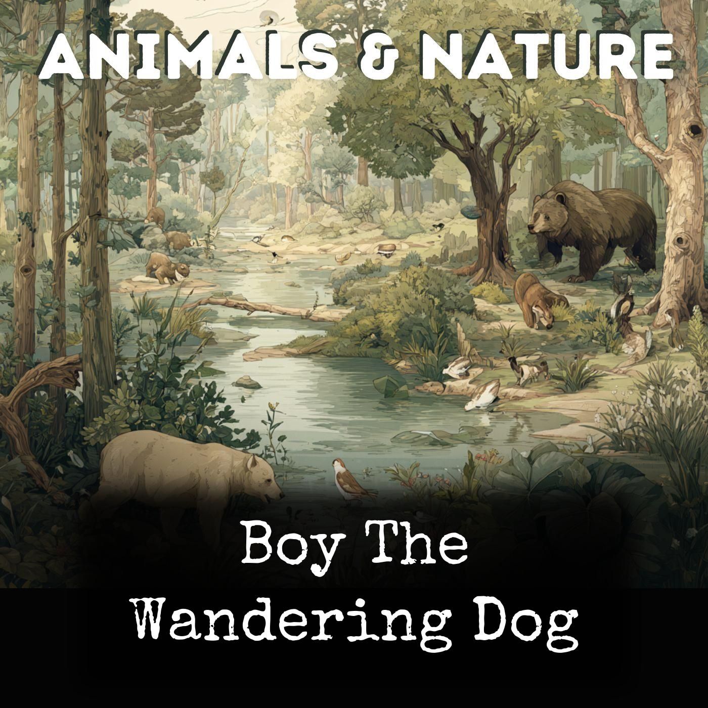 Boy The Wandering Dog