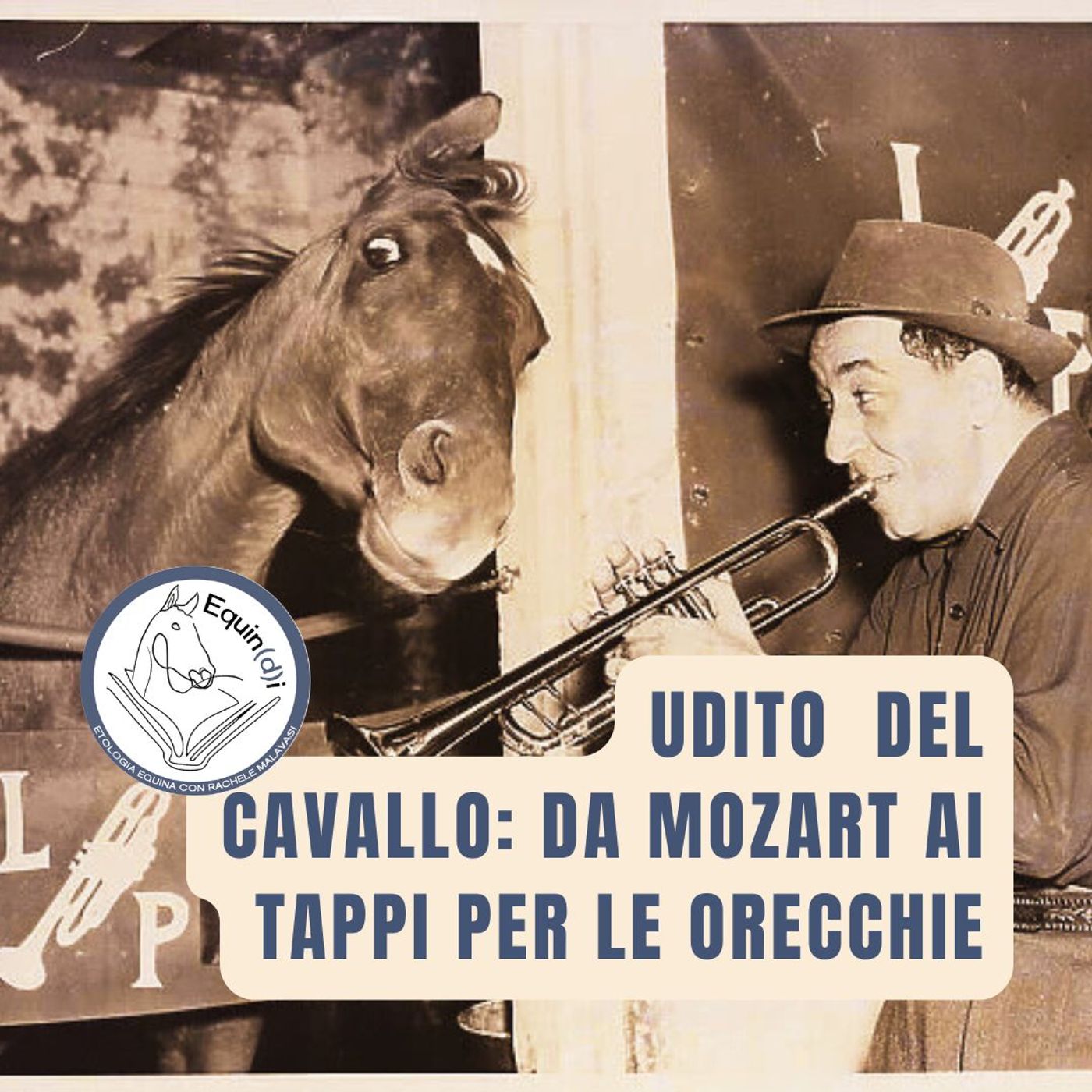 Etologia Equina, il comportamento del cavallo