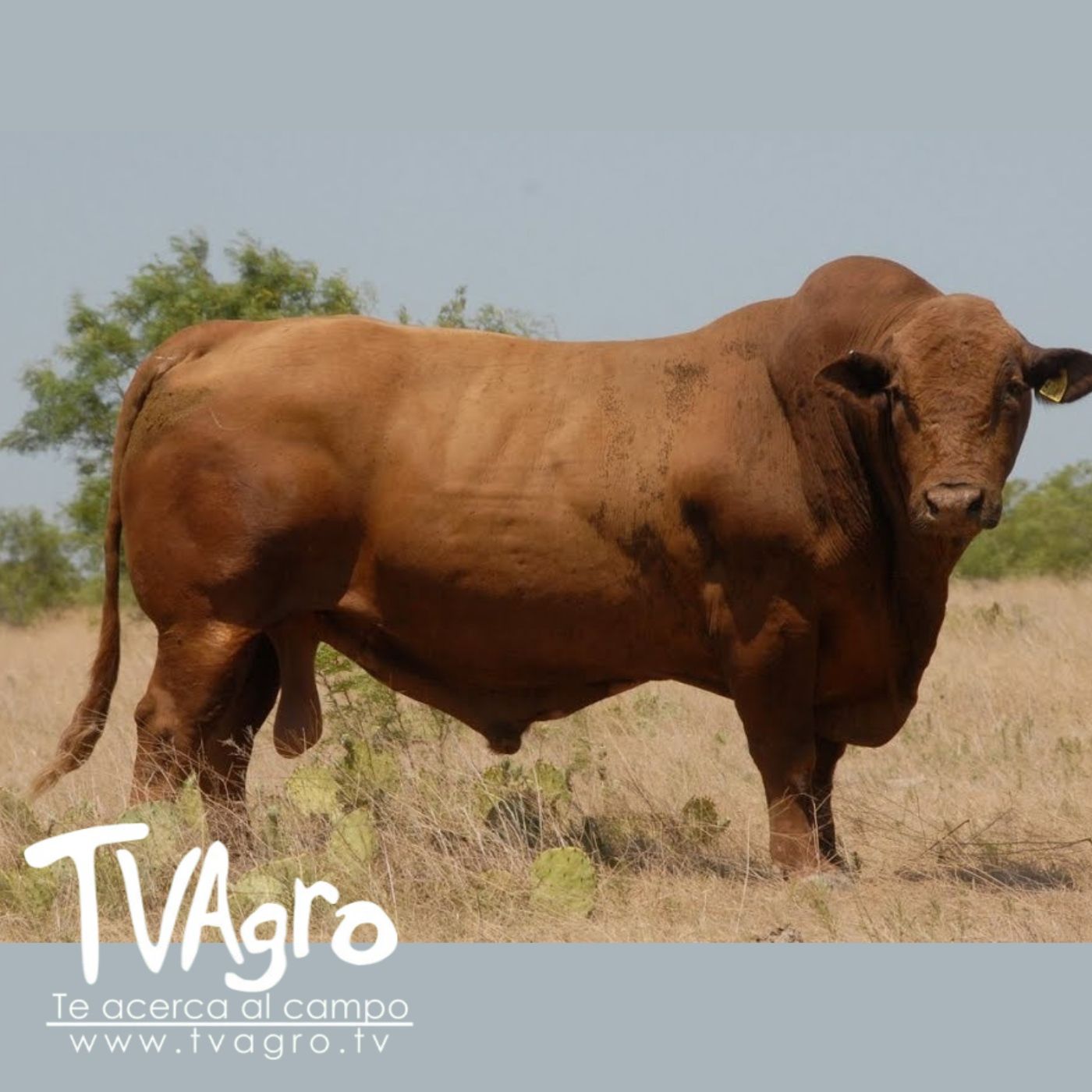 TV AGRO