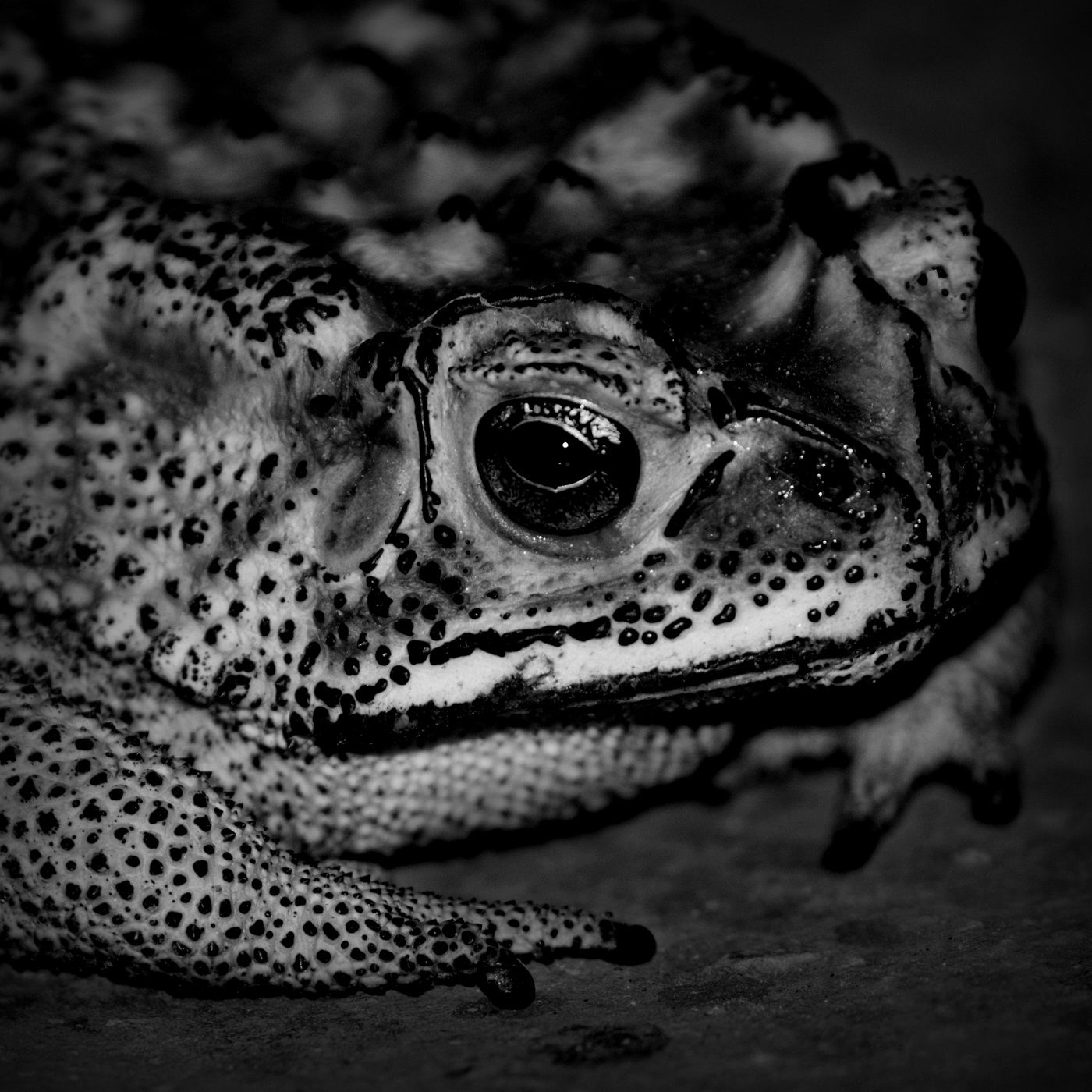 El Sapo Con Los Ojos Cocidos