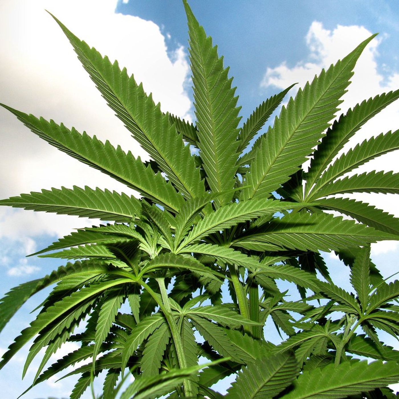Cannabis Hispano