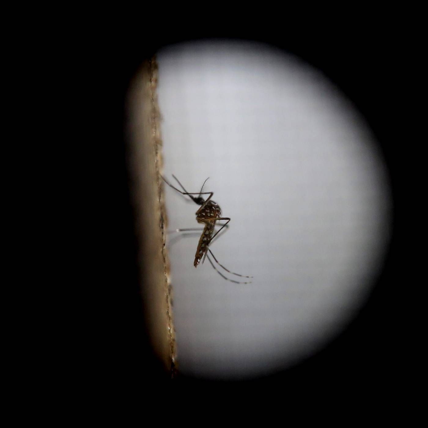 ¿Por qué cada vez hay mas mosquitos? podcast artwork