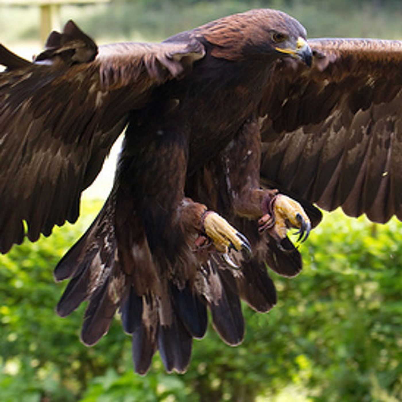 Conservation Group: ‘Take Permit’ Needs More Data episode artwork