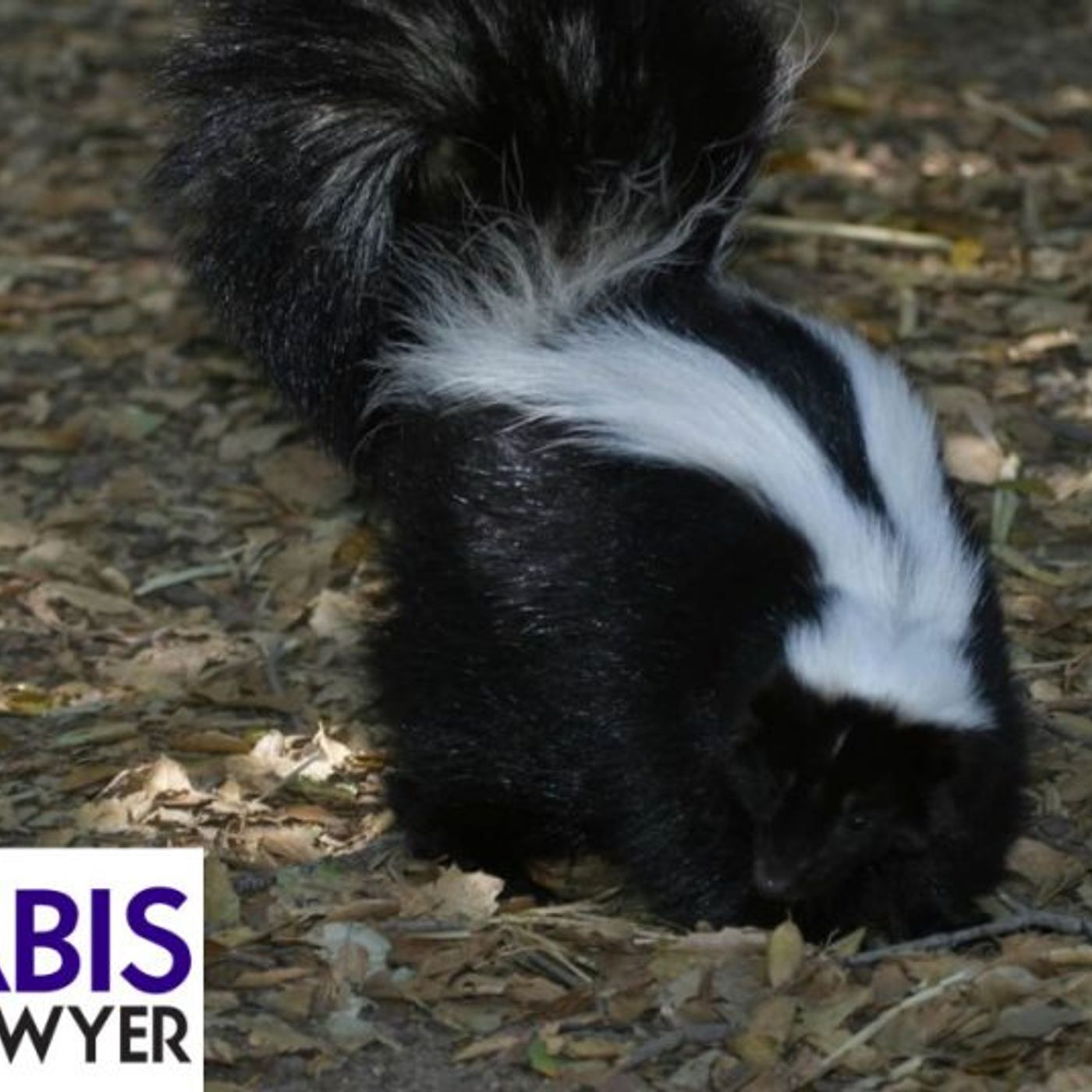 why does weed smell like a skunk